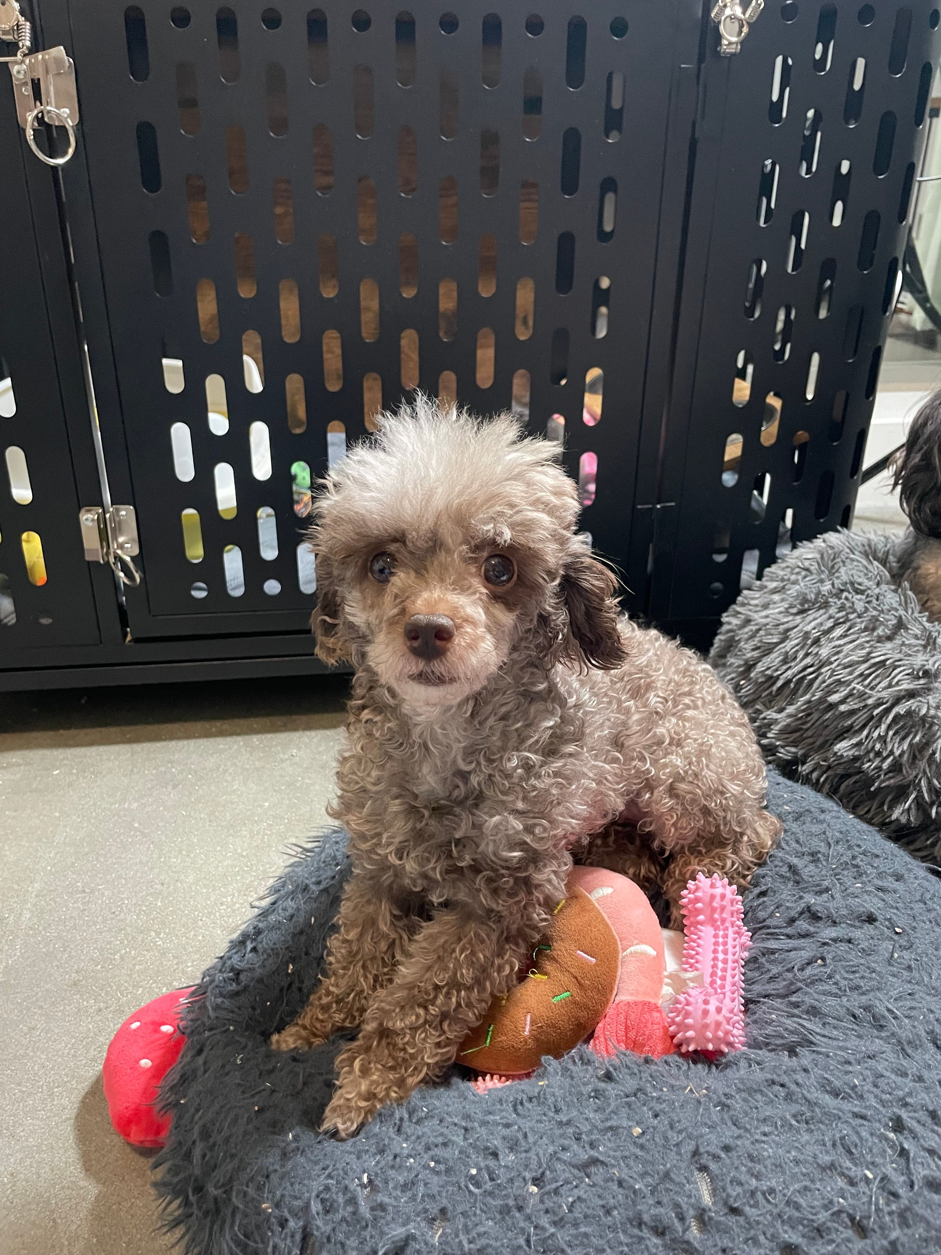 🐩 Retiring Female Toy Poodle – Poodle - Toy  puppy for sale in Atlanta, GA