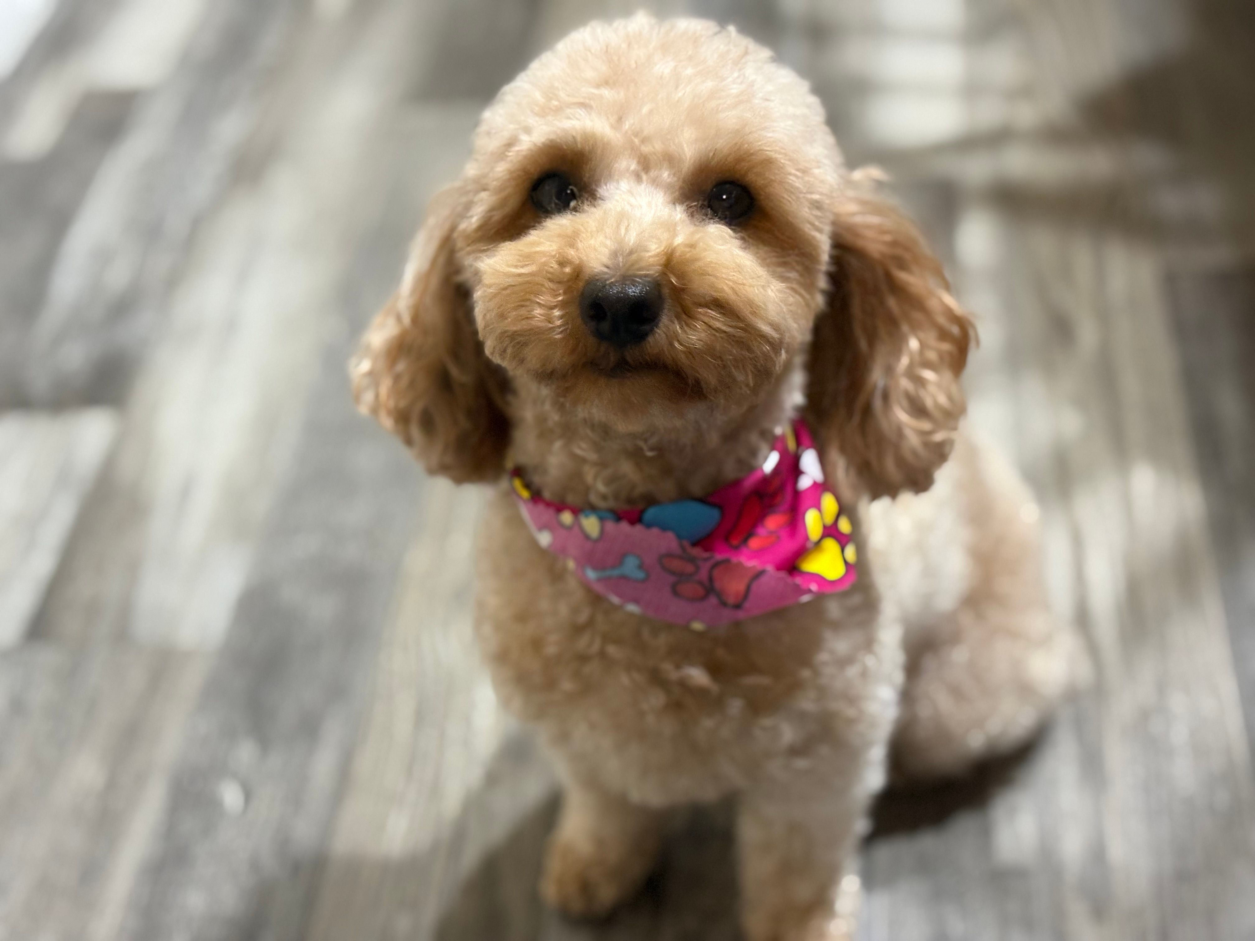 Mimzy  – Poodle - Toy  puppy for sale in Newton, IL