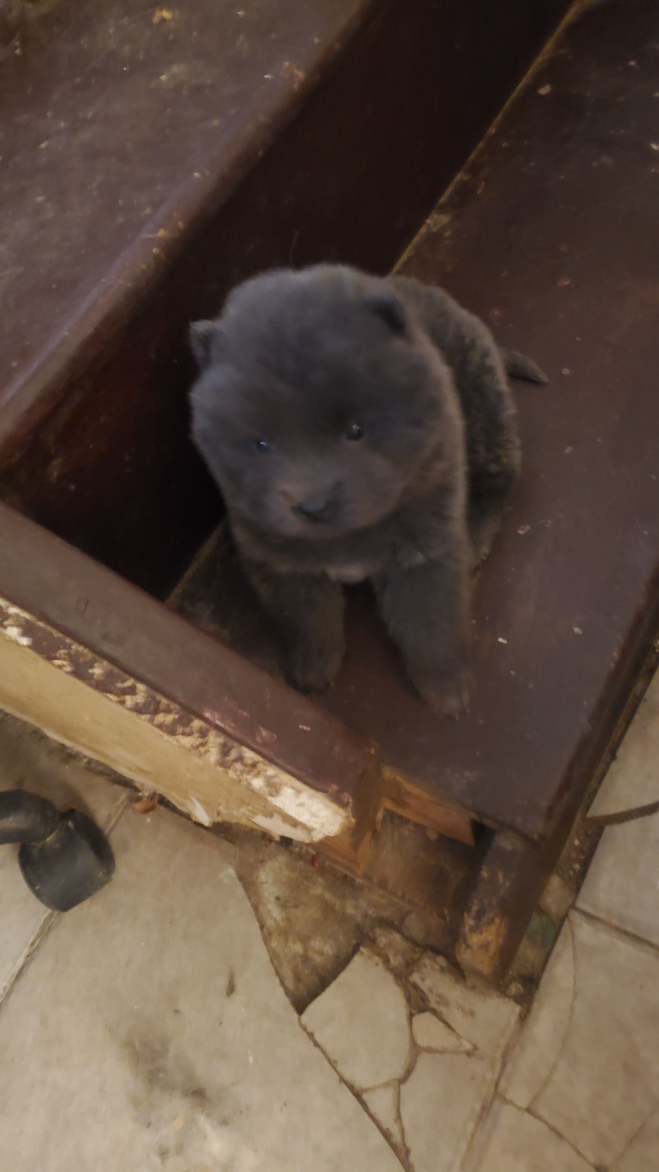 Puppy 3 – Chow Chow puppy for sale in Richmond Hill, NY