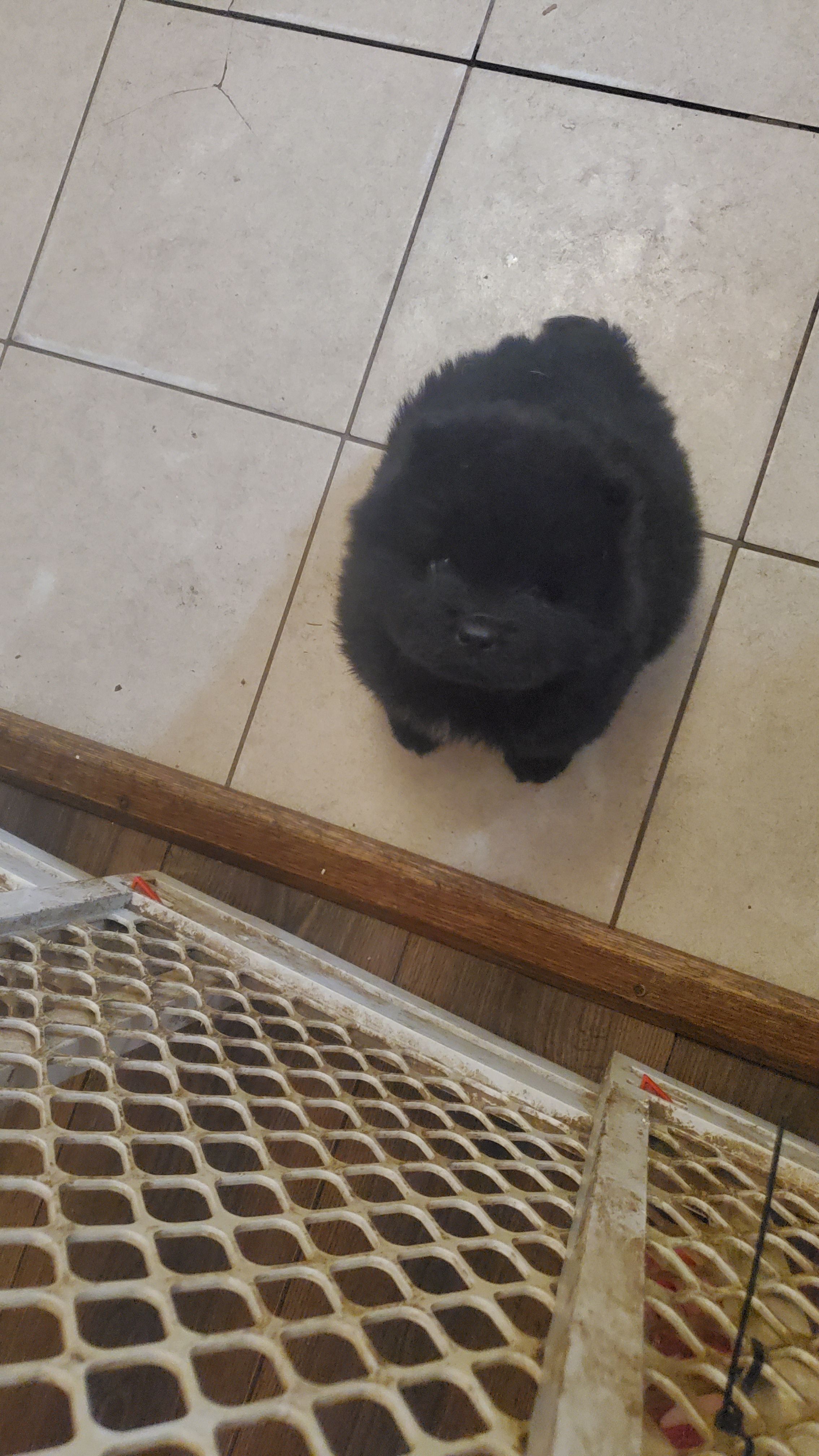 Little one – Chow Chow puppy for sale in Richmond Hill, NY