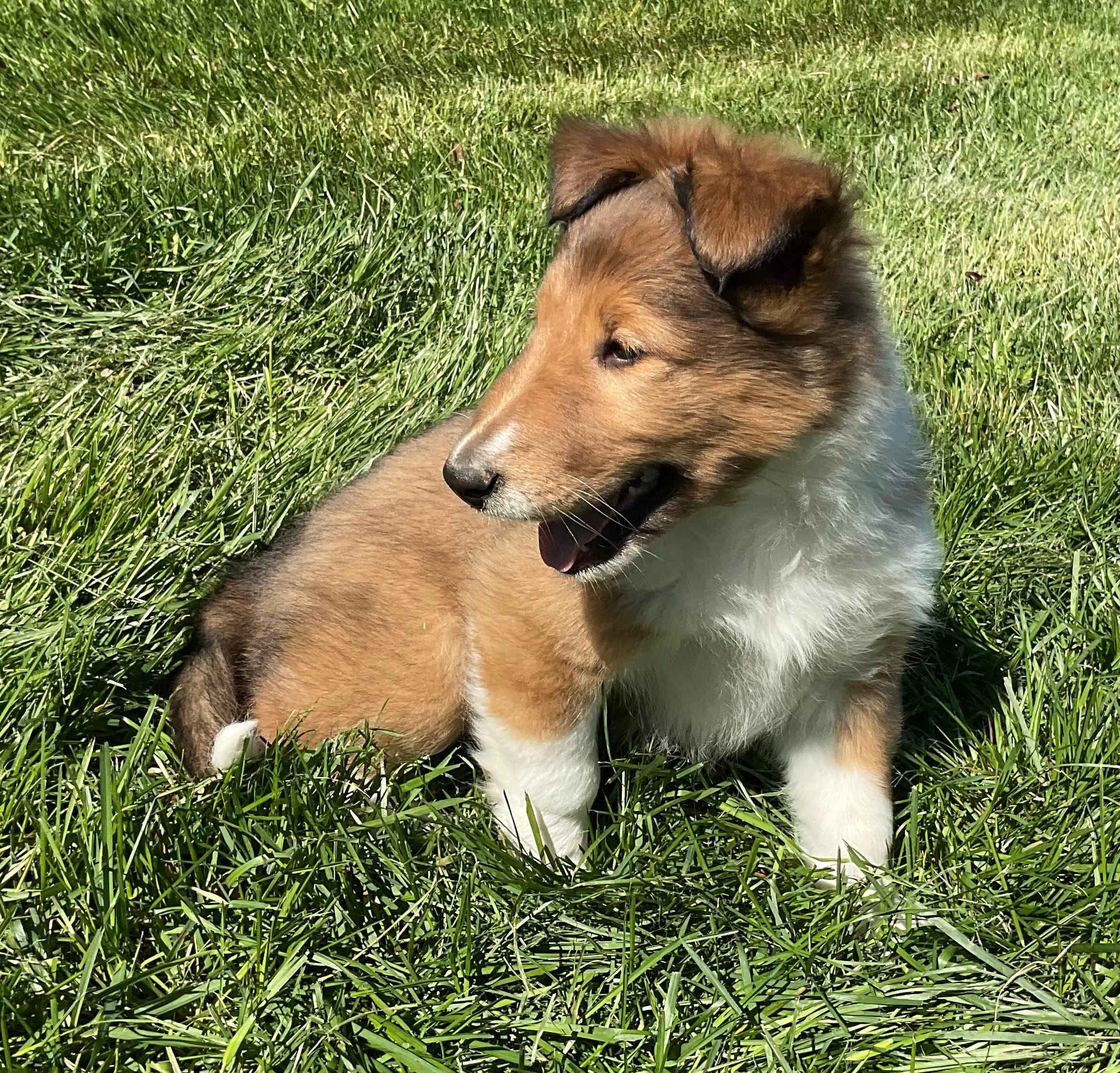 Molly – Collie puppy for sale in McAlisterville, PA