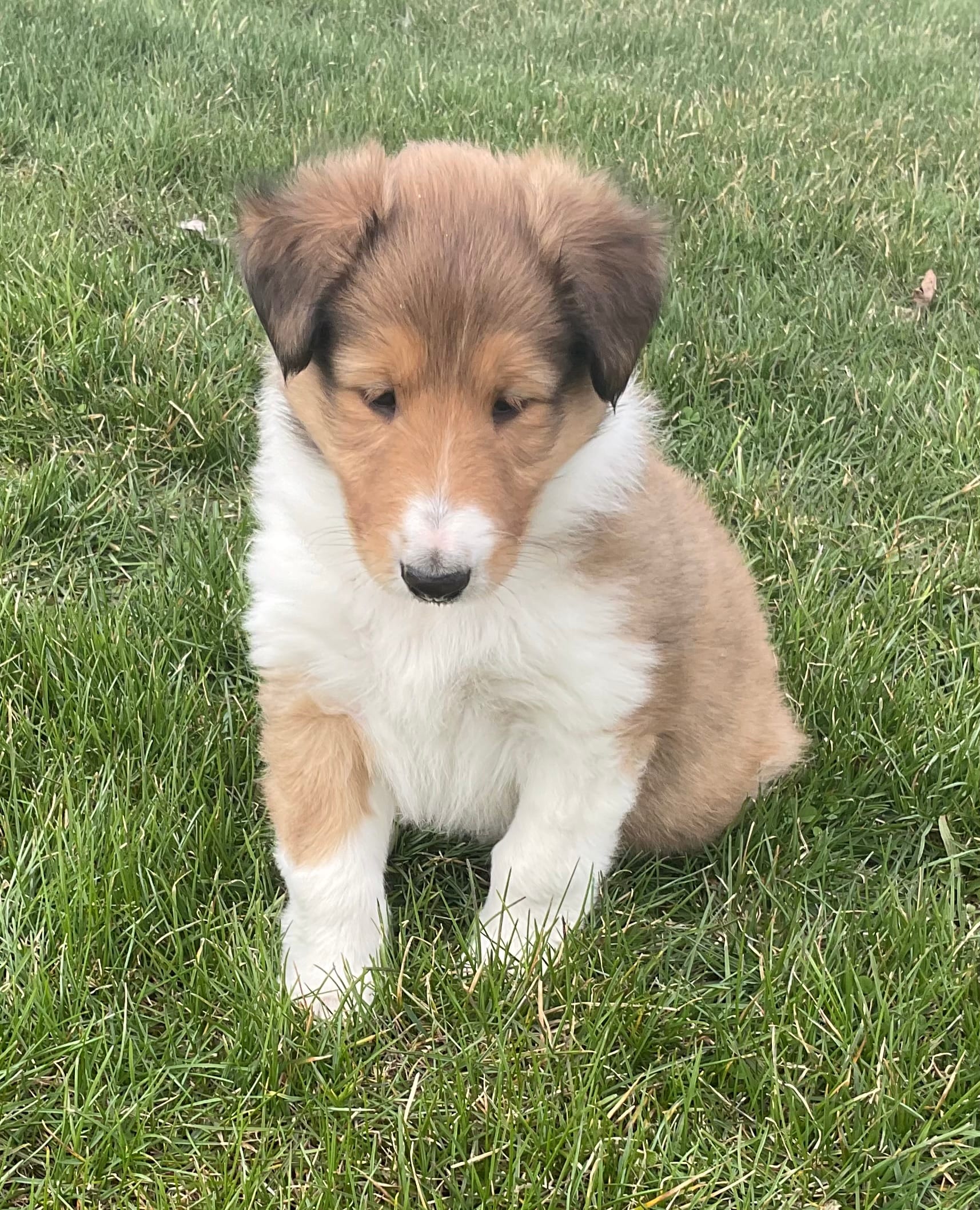 Autumn – Collie puppy for sale in McAlisterville, PA