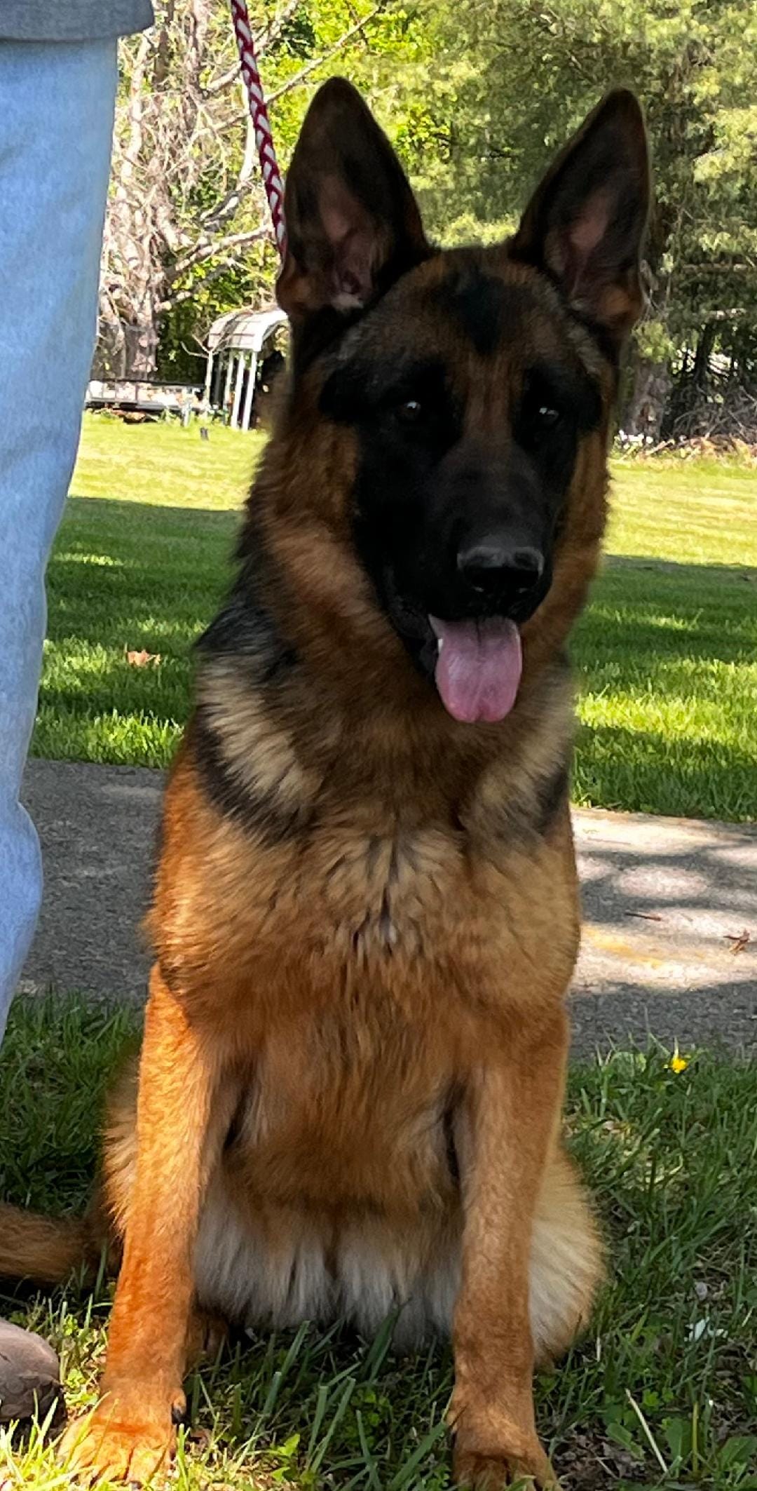 Ava – German Shepherd Dog puppy for sale in London, KY