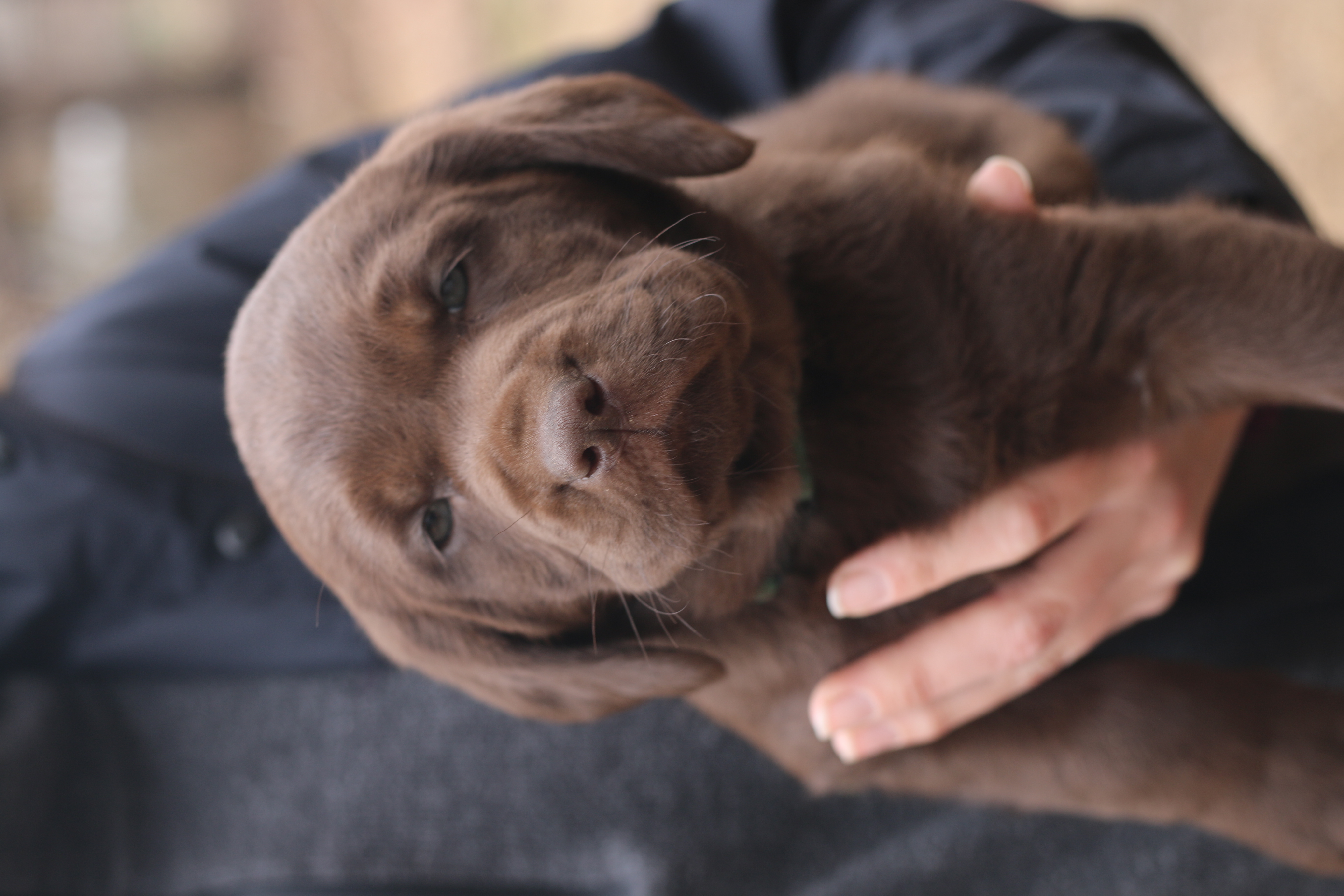 Emerald – Labrador Retriever puppy for sale in Gretna, VA