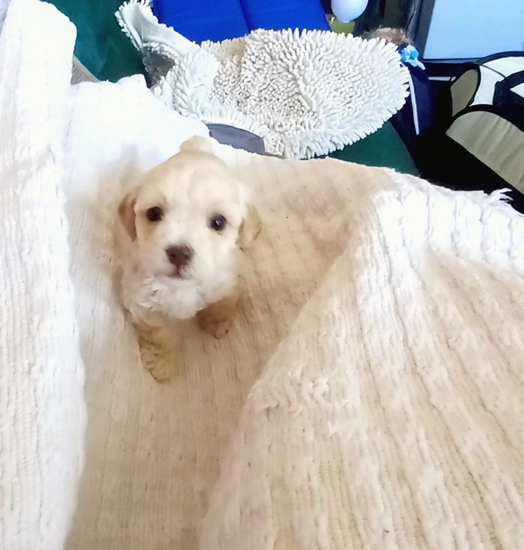 Milky – Maltipoo puppy for sale in Jefferson City, MO