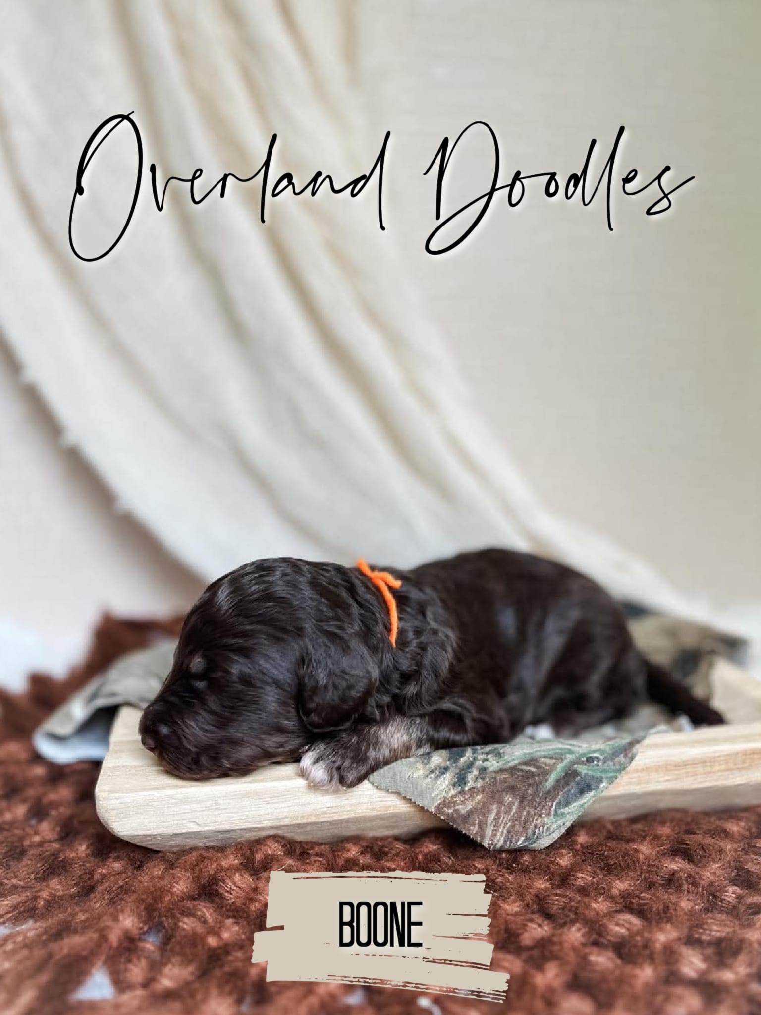 Boone – Labradoodle puppy for sale in Montezuma, GA