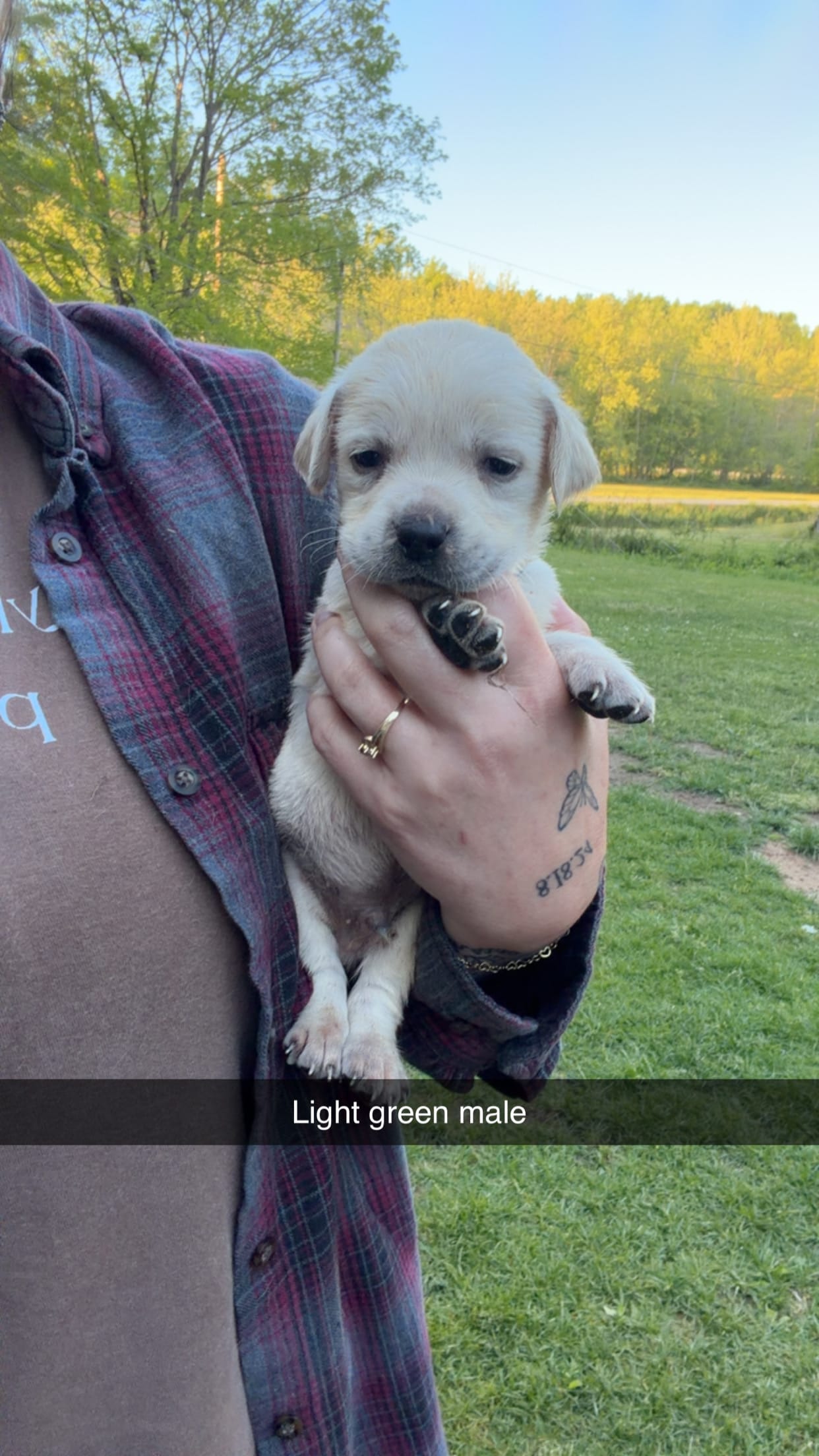 Green Male – Labrador Retriever puppy for sale in Hazel Green, KY