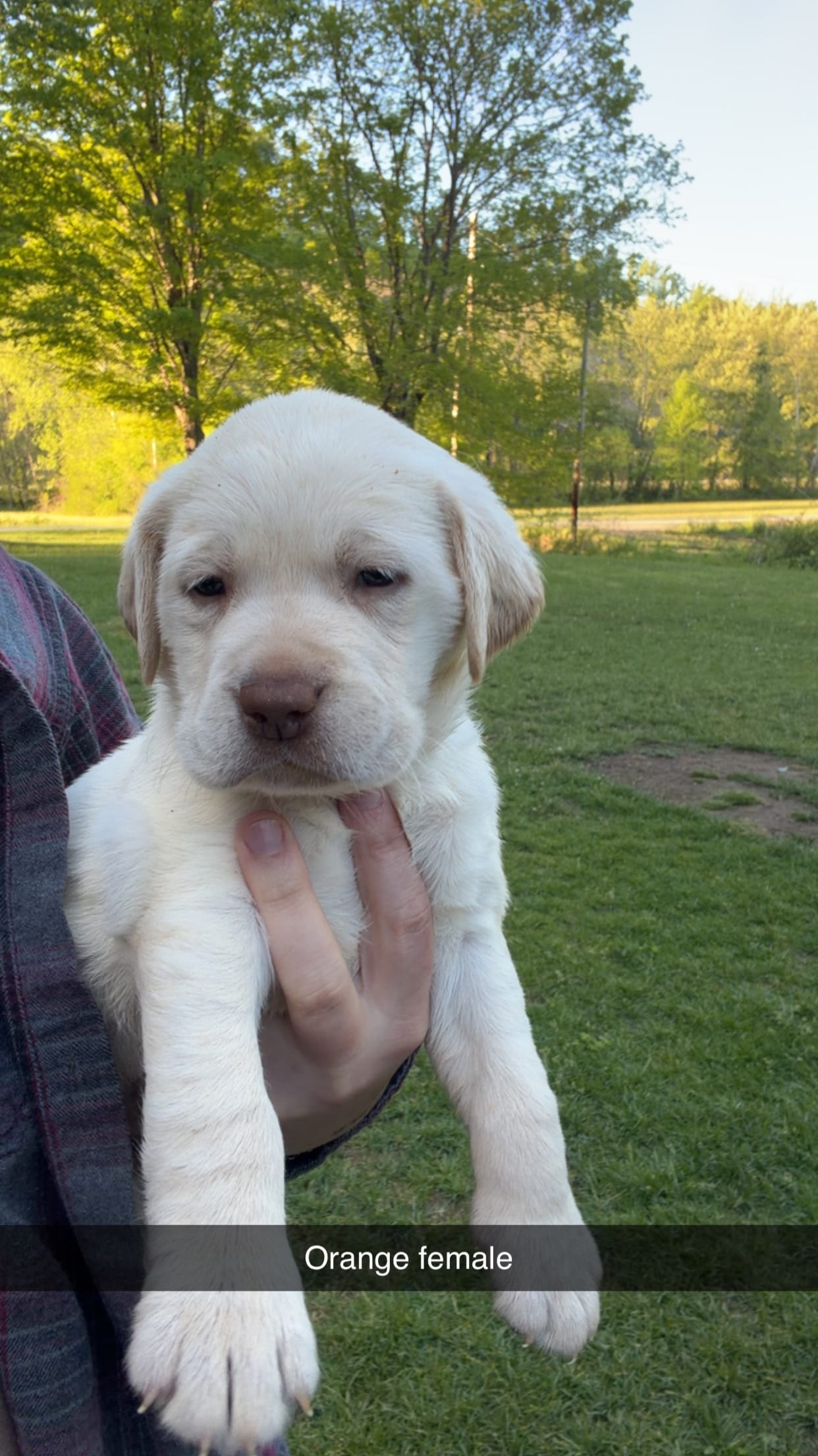 Orange Female – Labrador Retriever puppy for sale in Hazel Green, KY