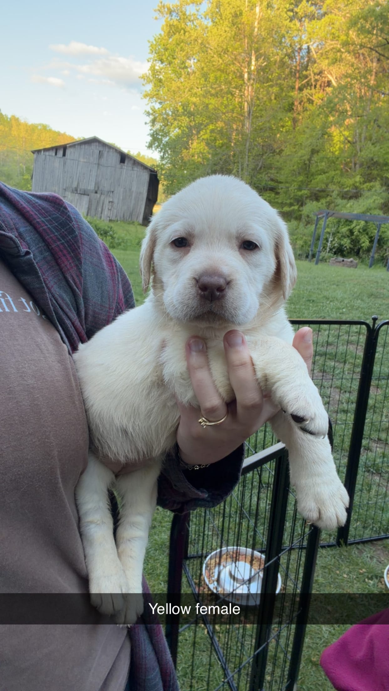 Yellow Female – Labrador Retriever puppy for sale in Hazel Green, KY