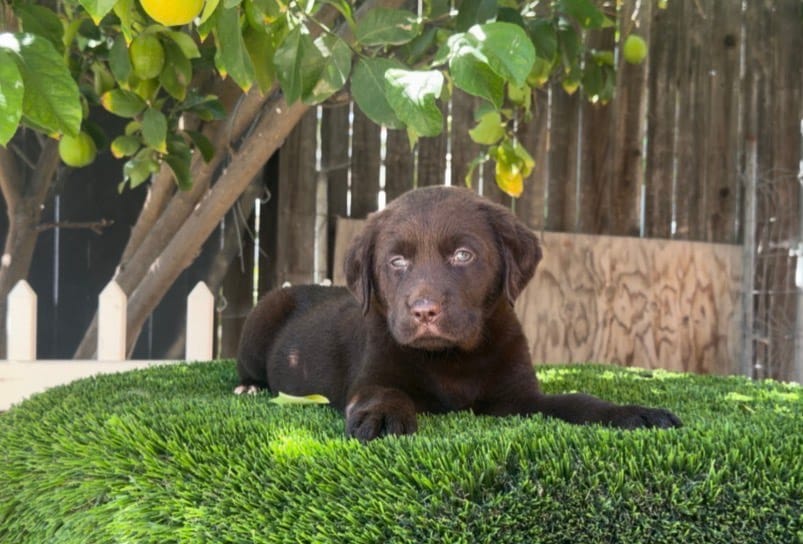Labrador retriever  – Labrador Retriever puppy for sale in Corona, CA
