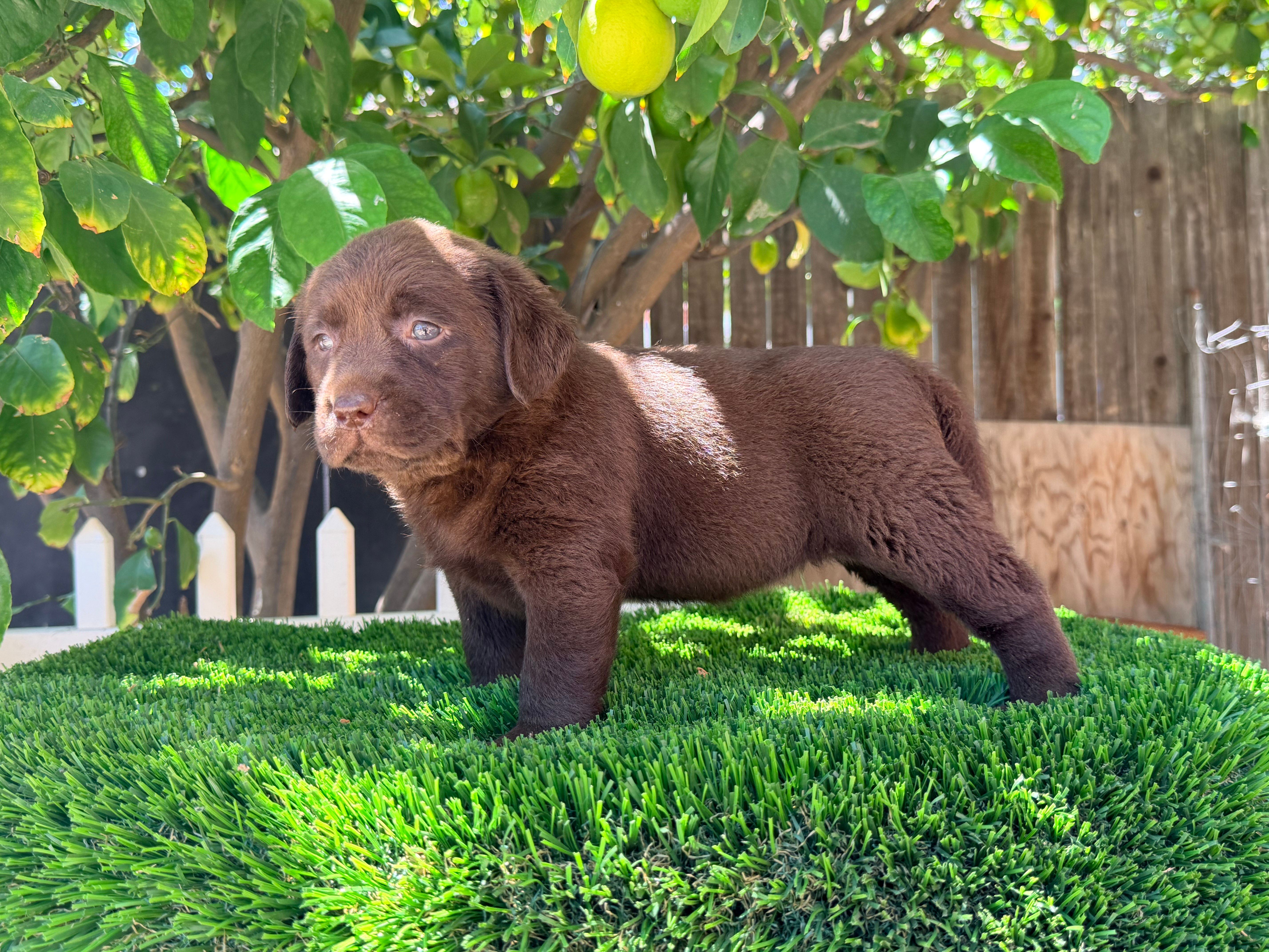 ENGLISH PUPPY , a male Labrador Retriever for sale in Corona, CA – 2 of 2