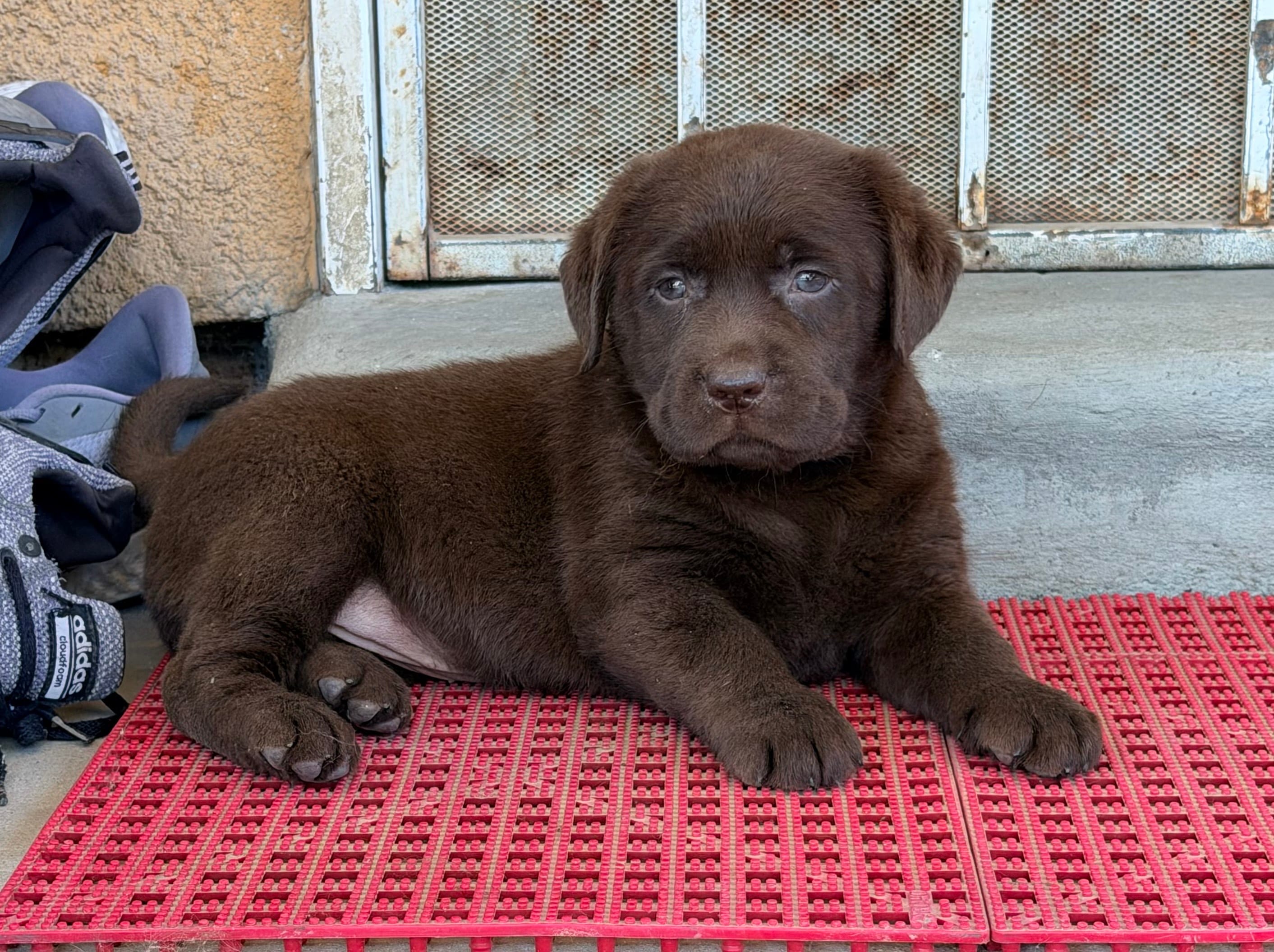 Mimi  – Labrador Retriever puppy for sale in Corona, CA
