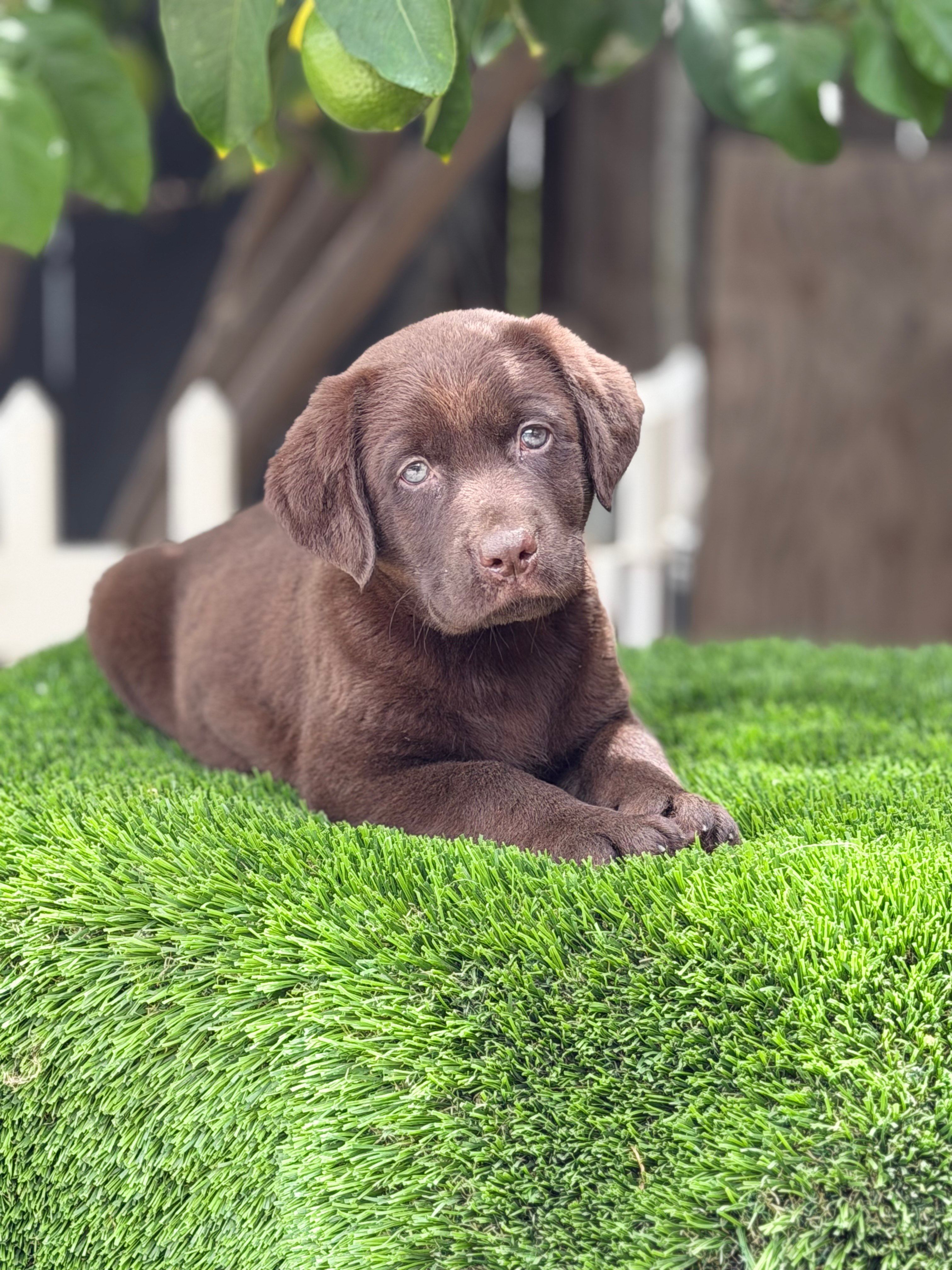 Labrador puppy – Labrador Retriever puppy for sale in Corona, CA