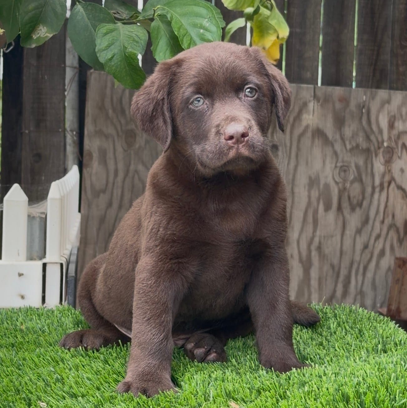 Max labrador puppy – Labrador Retriever puppy for sale in Corona, CA