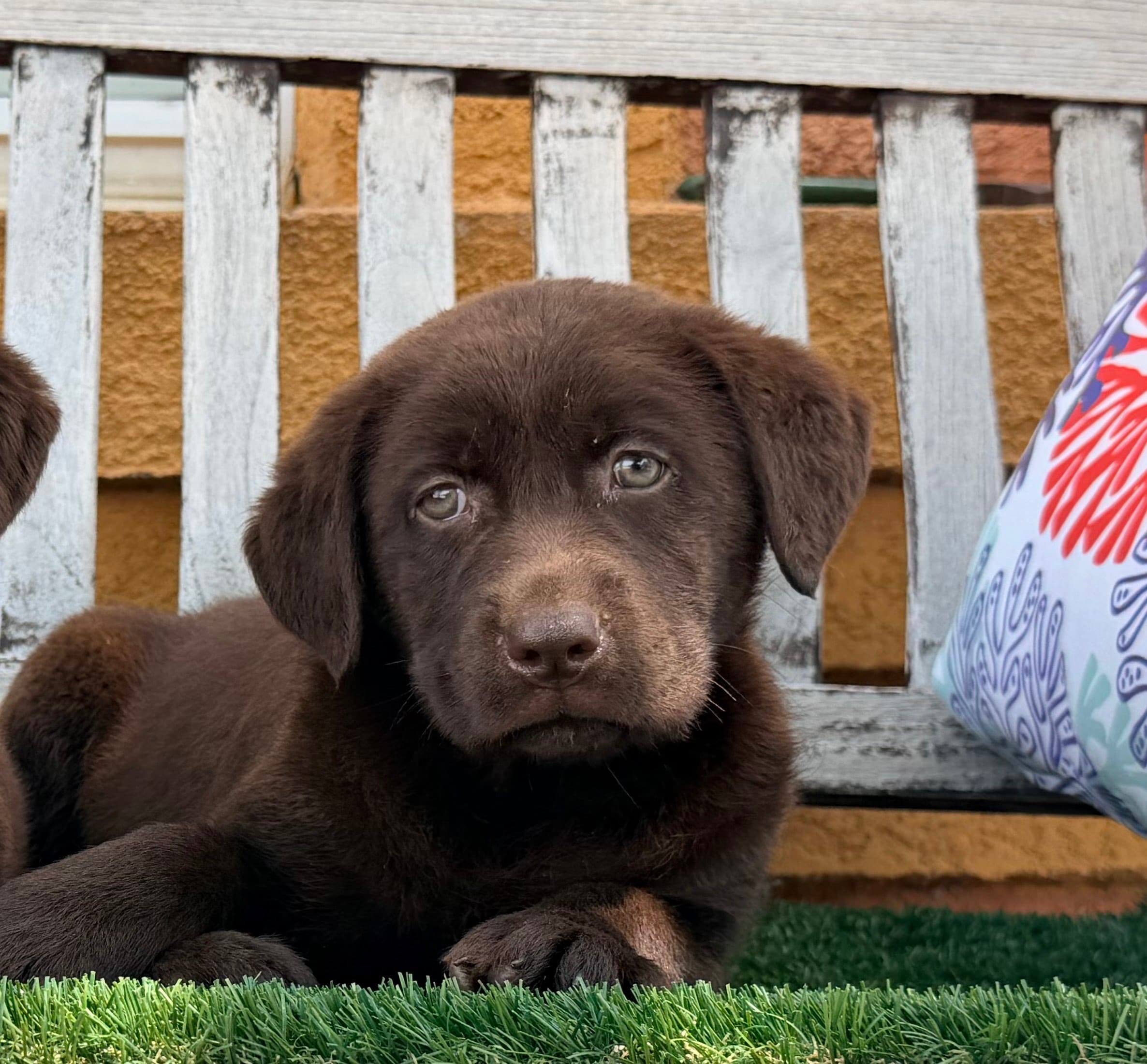 Labrador puppy – Labrador Retriever puppy for sale in Corona, CA