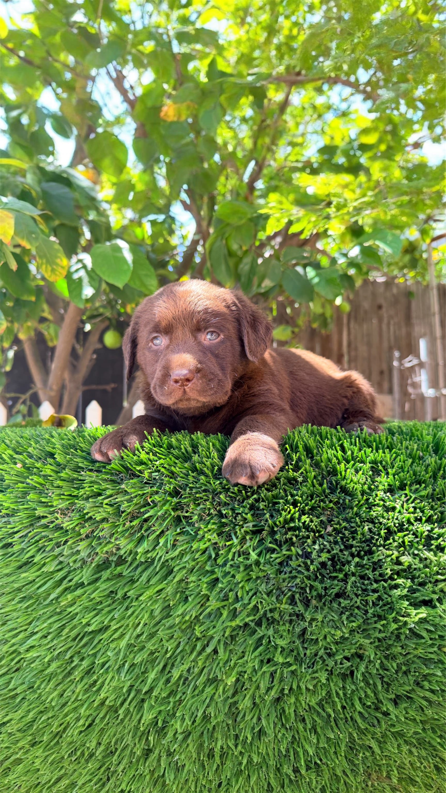 ENGLISH PUPPY  – Labrador Retriever puppy for sale in Corona, CA