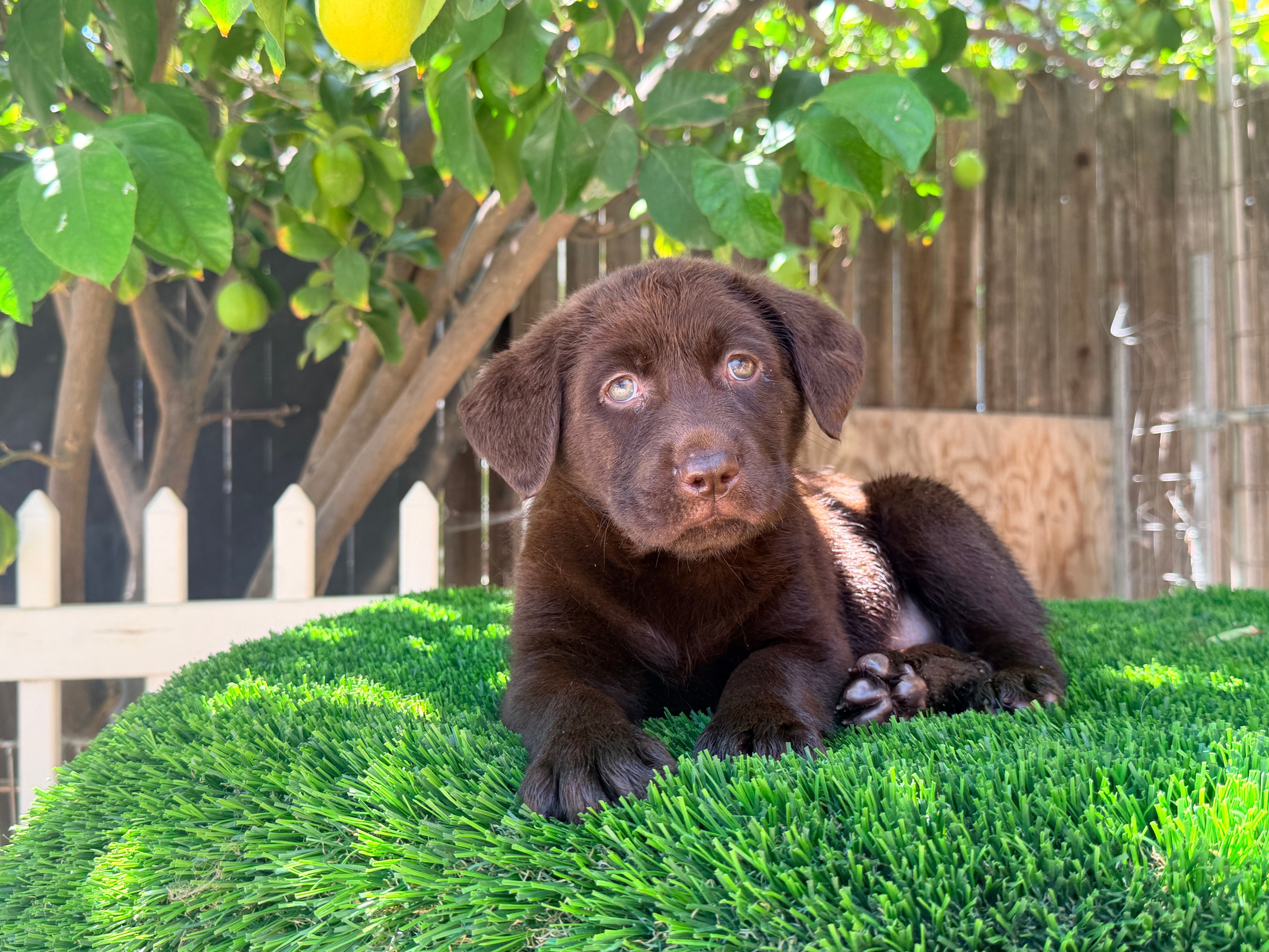 Puppy  labrador   – Labrador Retriever puppy for sale in Corona, CA