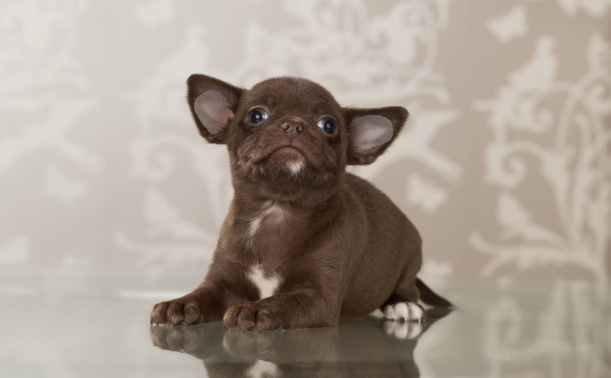 Rosa – Chihuahua puppy for sale in Minnesota City, MN