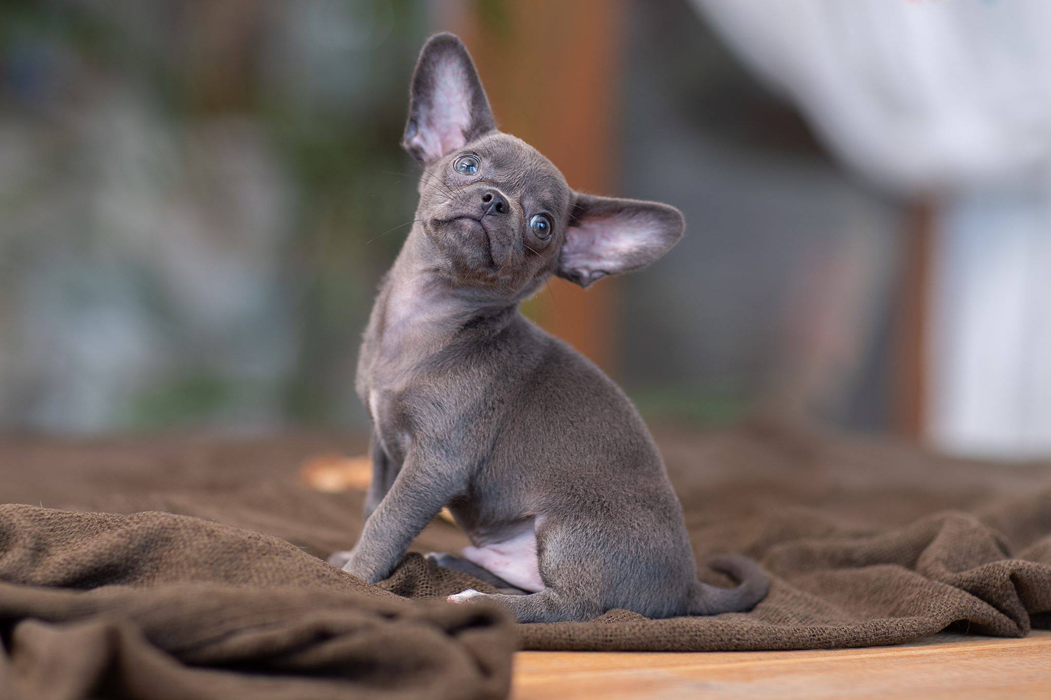 Zues – Chihuahua puppy for sale in Minnesota City, MN