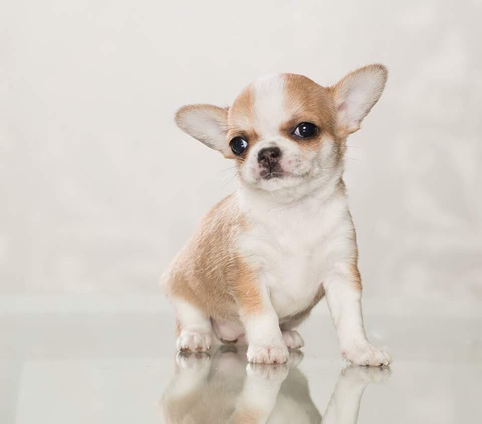 Villa – Chihuahua puppy for sale in Minnesota City, MN