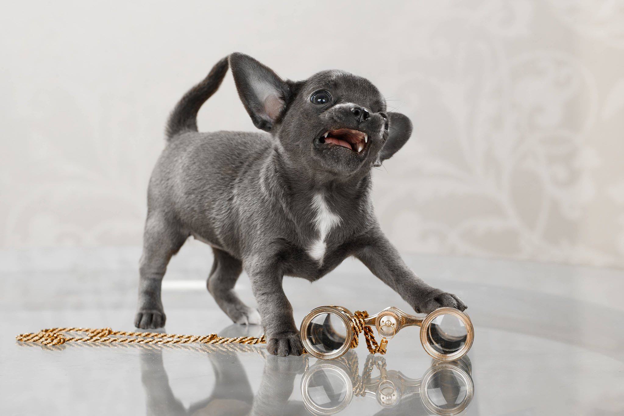 Sandy – Chihuahua puppy for sale in Minnesota City, MN