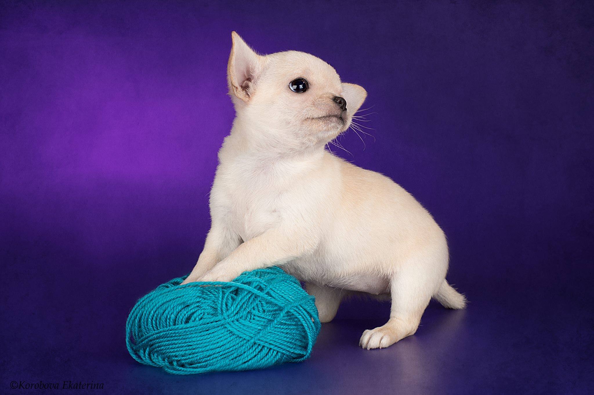 Paris – Chihuahua puppy for sale in Minnesota City, MN