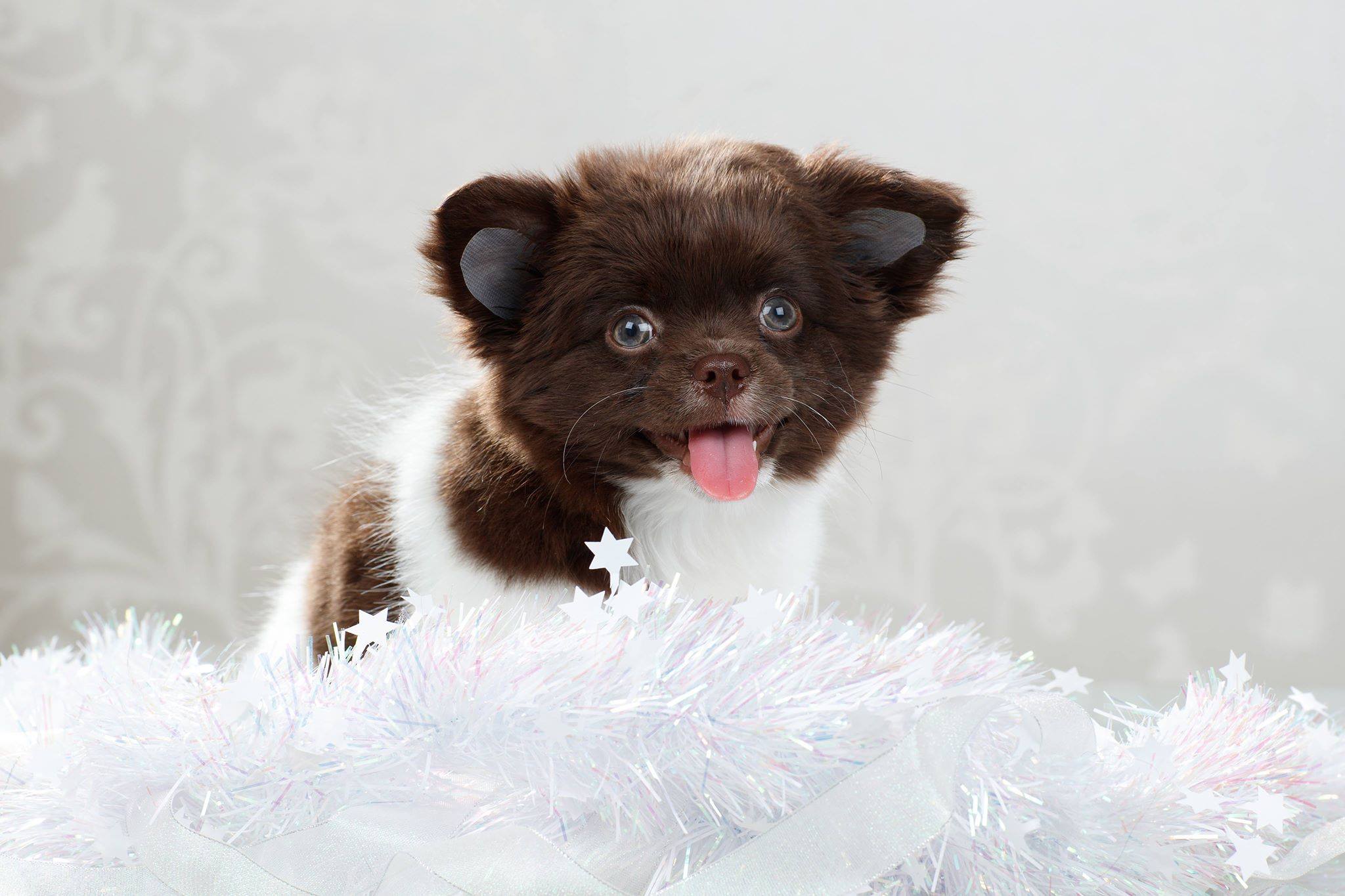 Max – Chihuahua puppy for sale in Minnesota City, MN