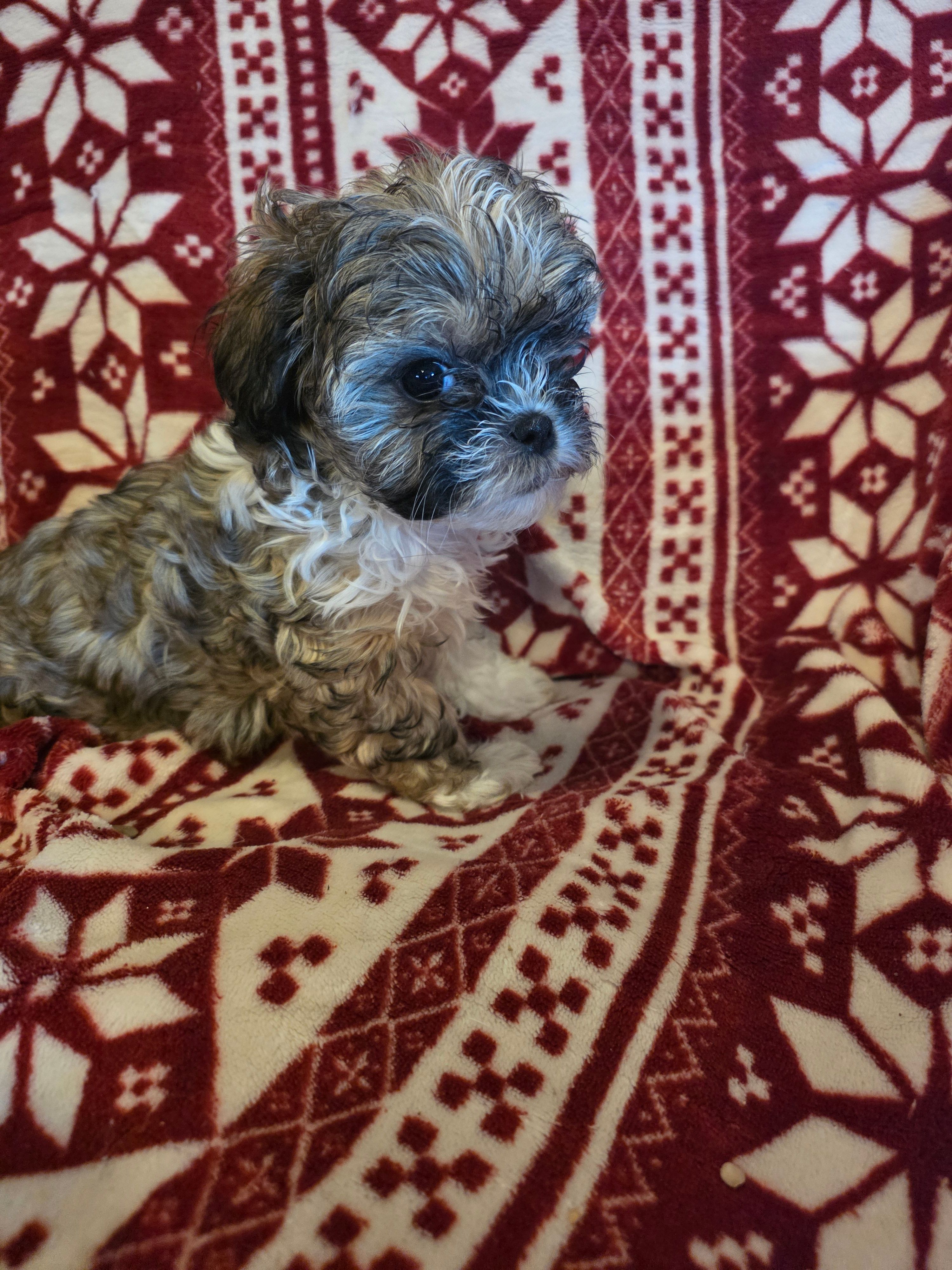 Sweet boy – Shichon, Mal Shi puppy for sale in Spencer, IN