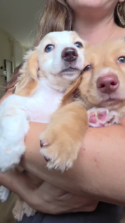 Dexter, a male Miniature Dachshund for sale in Louisville, KY – 2 of 4
