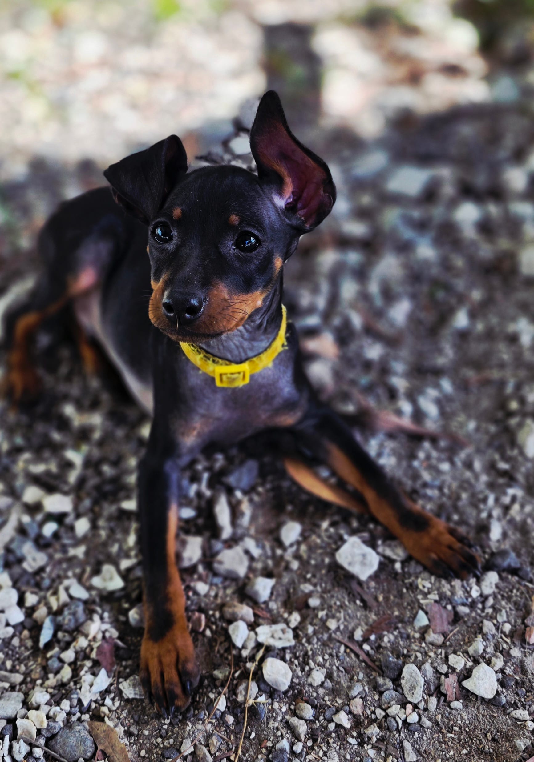 Yellow – Miniature Pinscher puppy for sale in Hollywood, FL