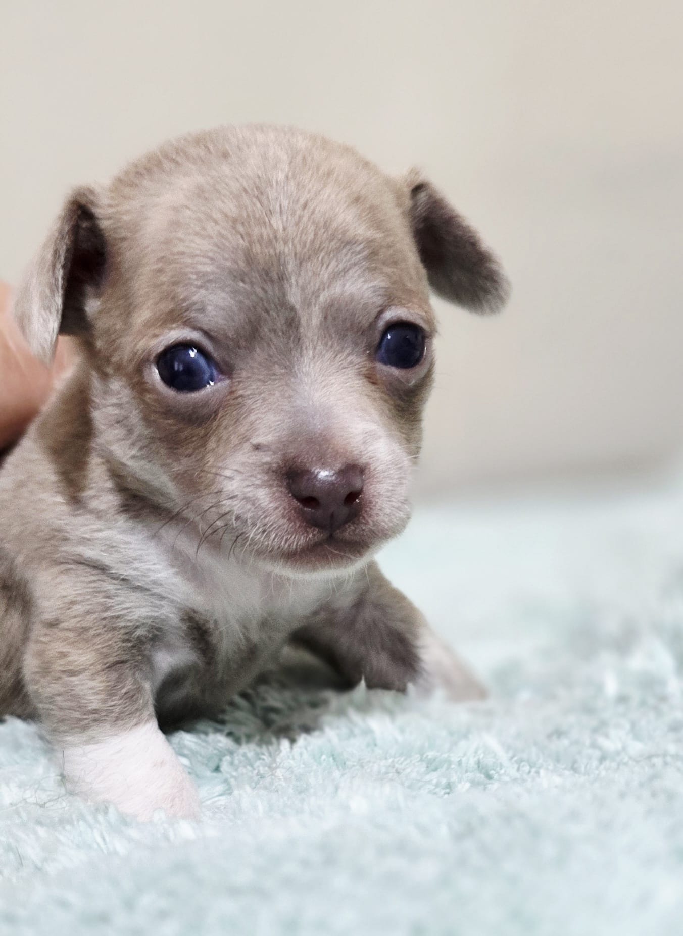 Sanji – Chihuahua puppy for sale in Hollywood, FL