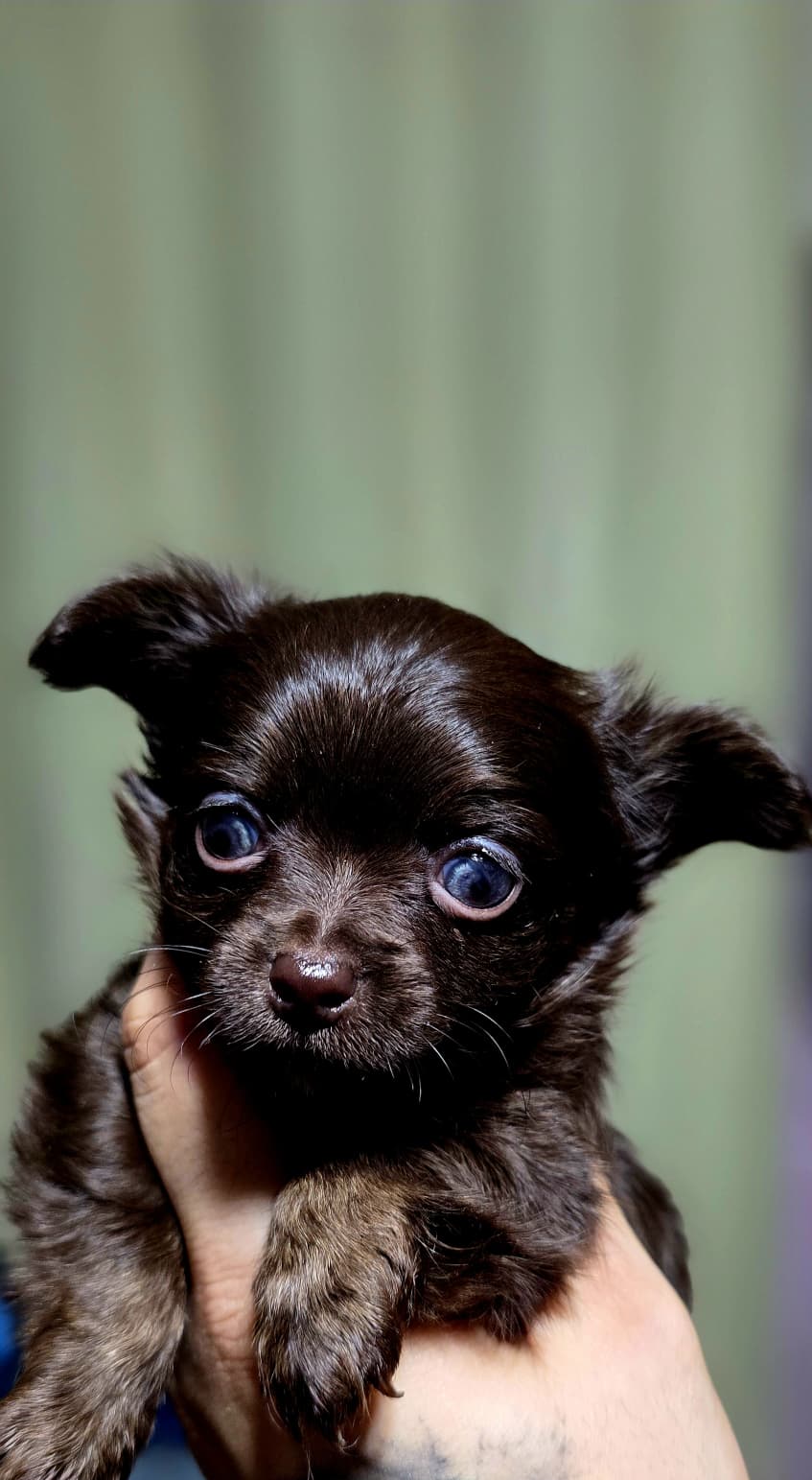 Luffy – Chihuahua puppy for sale in Hollywood, FL