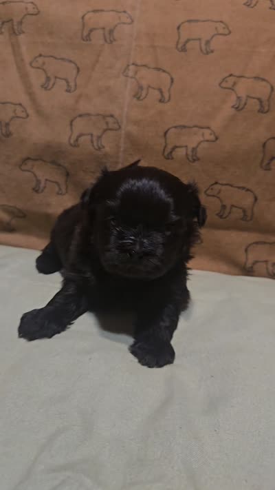 Jeffery, a male Shih Tzu for sale in Lithonia, GA – 2 of 8