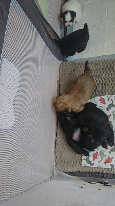 Teach, a male Shih Tzu for sale in Lithonia, GA – 4 of 8