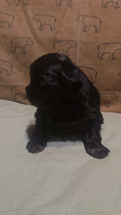 Teach, a male Shih Tzu for sale in Lithonia, GA – 2 of 8