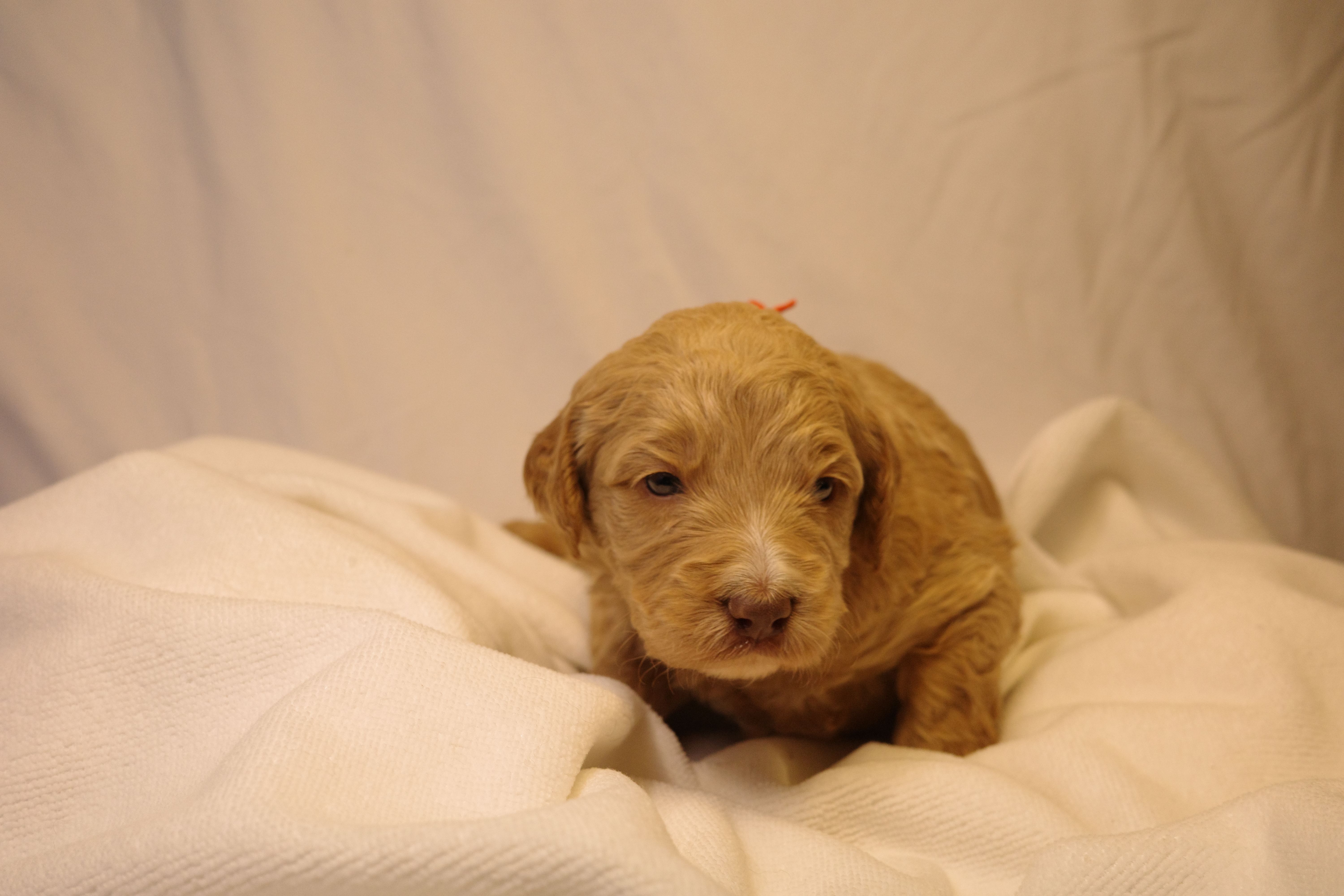 Churro - Orange Collar – Goldendoodle puppy for sale in Seattle, WA