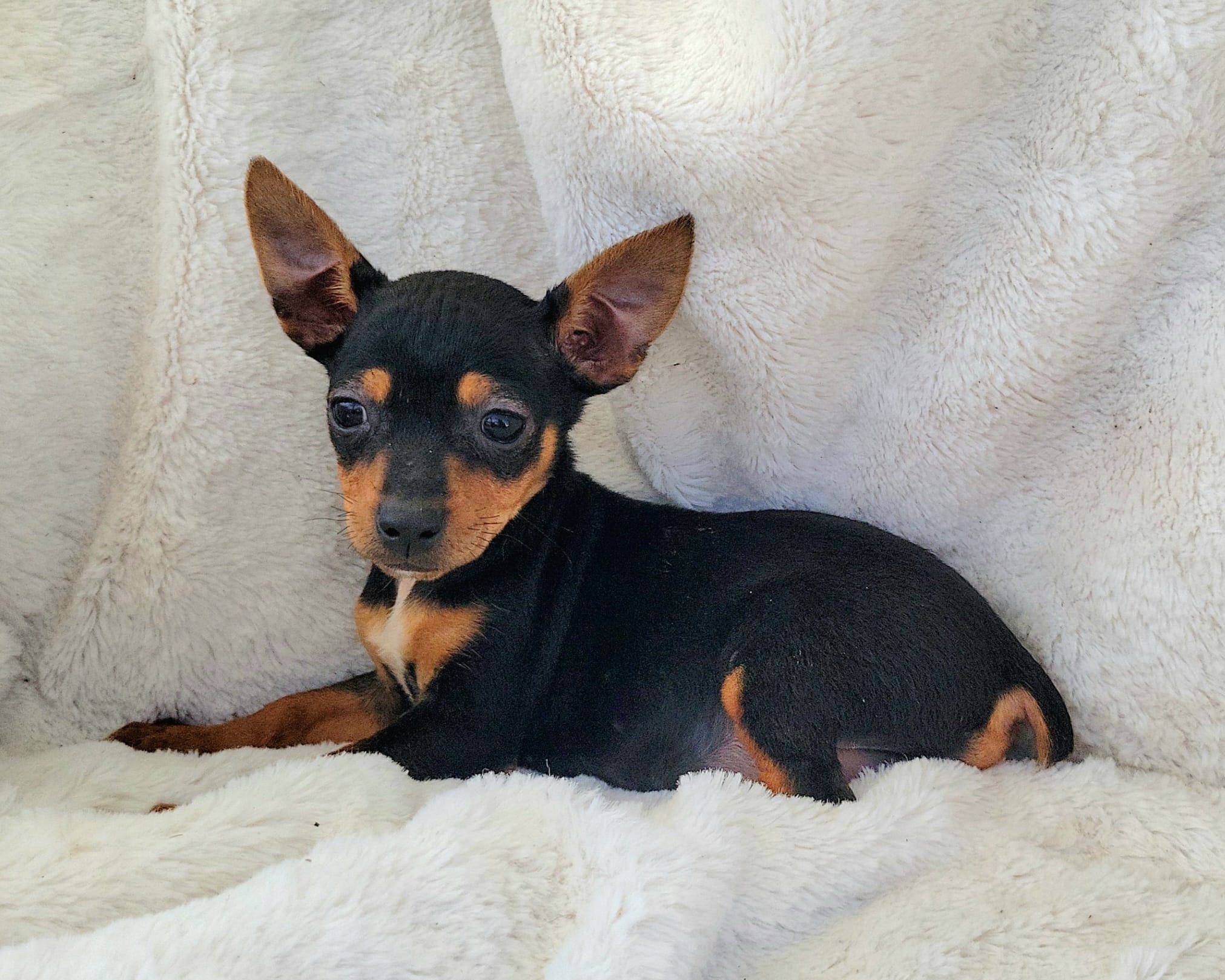 Elly – Rat Terrier, Miniature Pinscher puppy for sale in Fort Myers Shores, FL