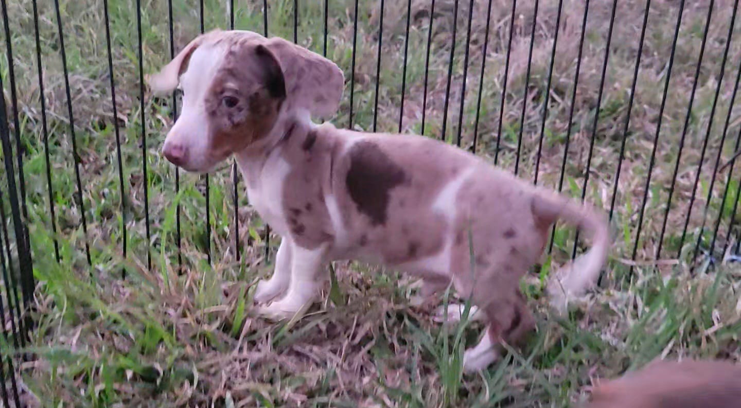 Anthony – Miniature Dachshund puppy for sale in Cutler Bay, FL