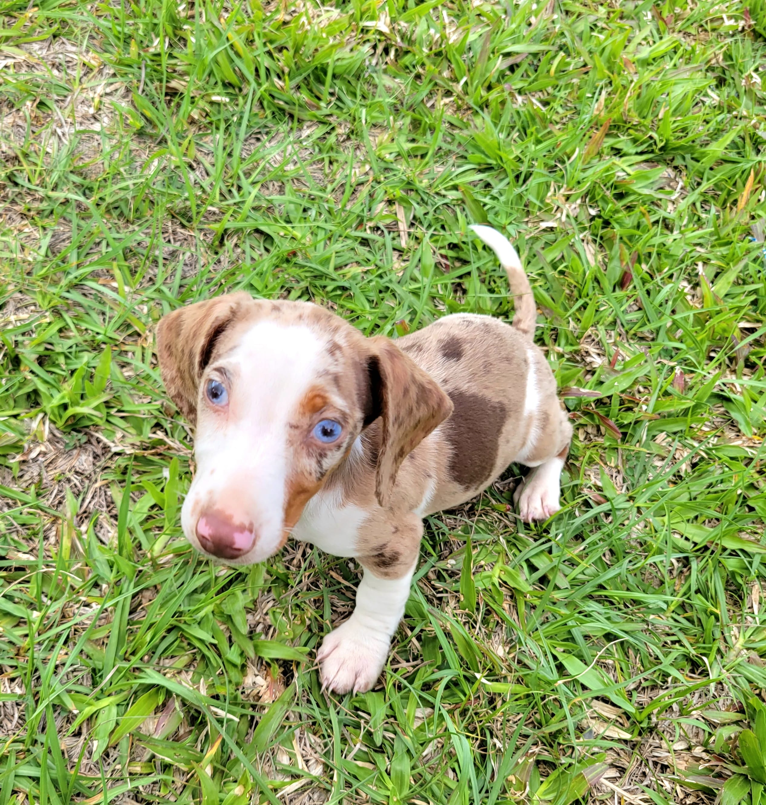 Anthony – Miniature Dachshund puppy for sale in Labelle, FL