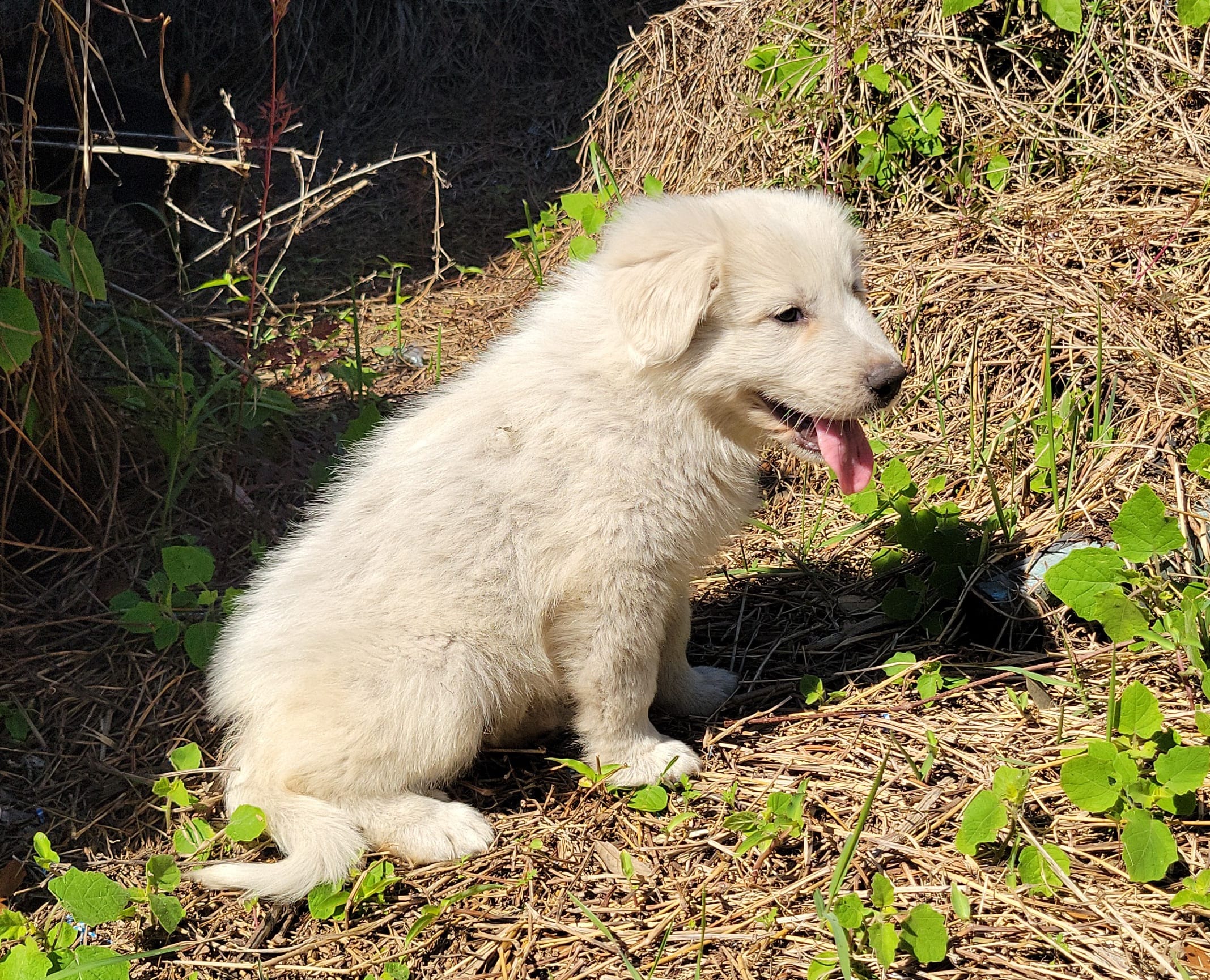 Blossom – Great Pyrenees puppy for sale in Cutler Bay, FL