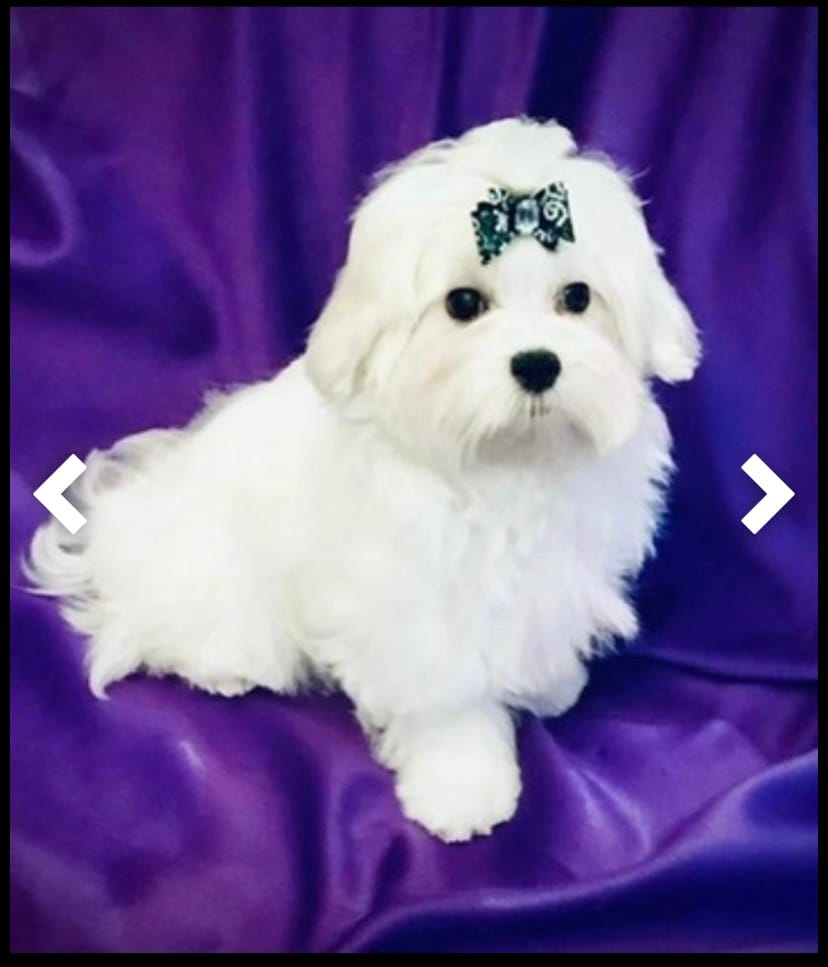 Baxter – Maltese puppy for sale in Sacramento, CA