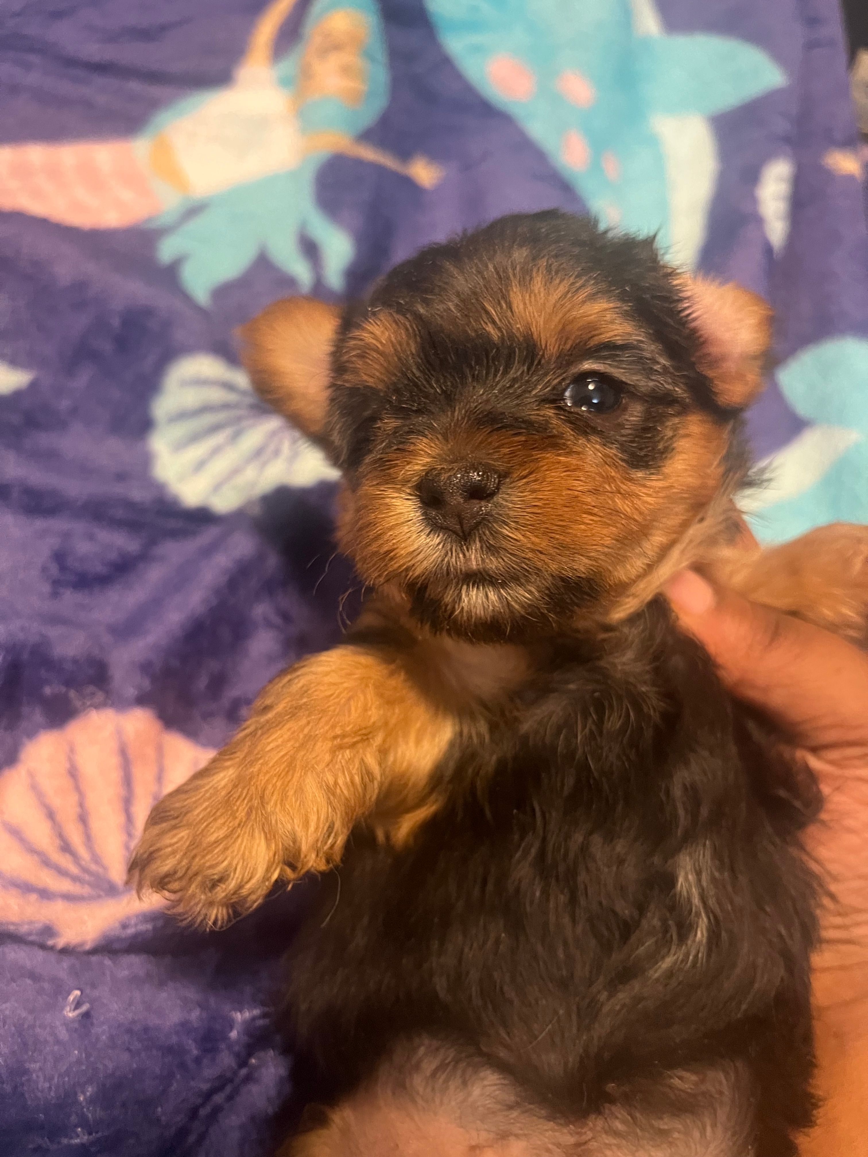 Tweety – Yorkipoo, Yorkshire Terrier puppy for sale in Shelby, NC