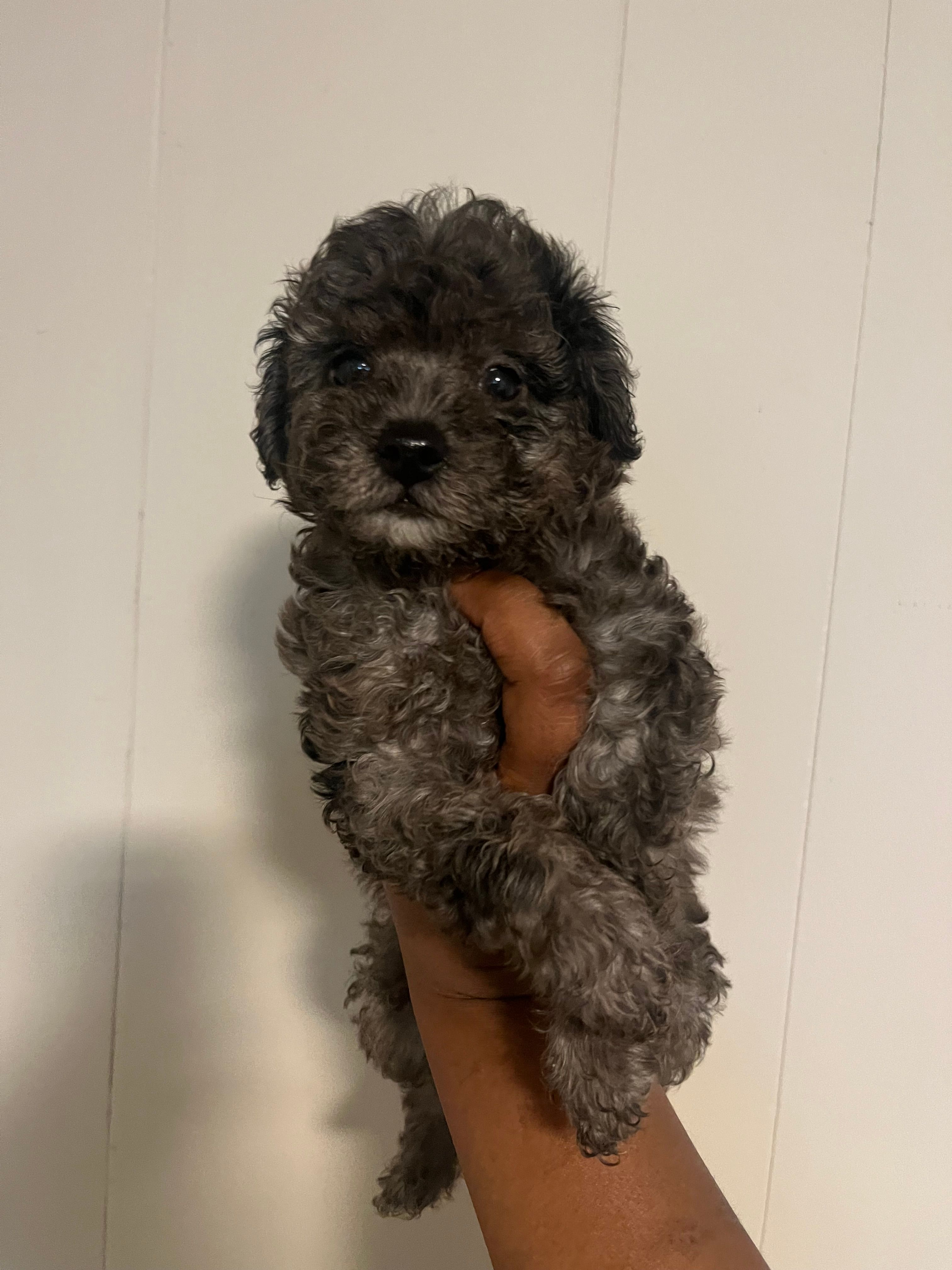Stitch  – Yorkipoo, Poodle - Toy  puppy for sale in Gastonia, NC