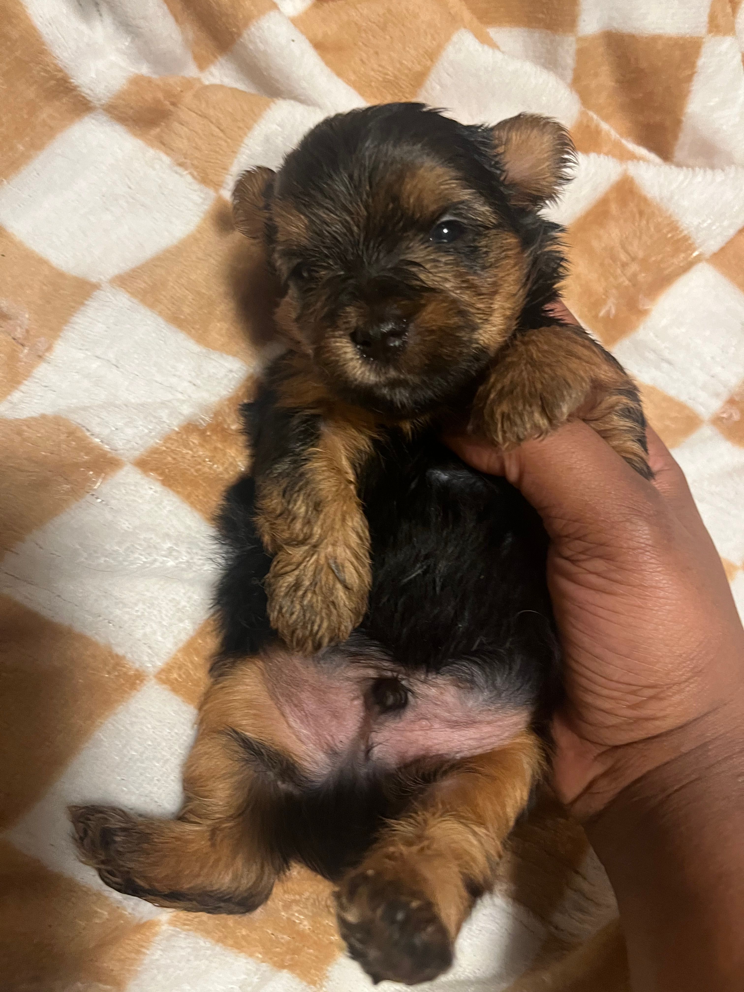 Porky – Yorkipoo, Yorkshire Terrier puppy for sale in Shelby, NC