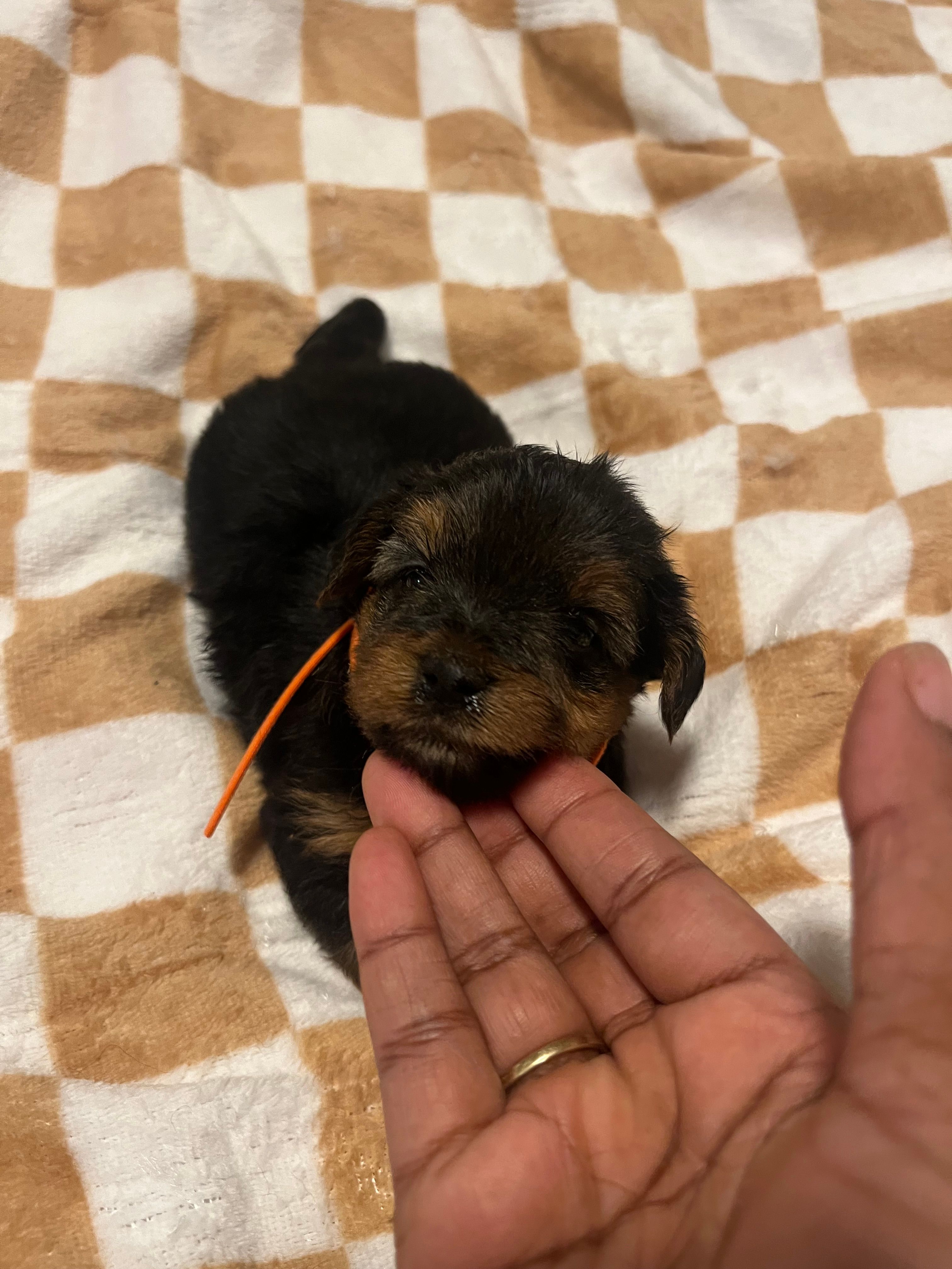 Marvin  – Yorkipoo, Yorkshire Terrier puppy for sale in Shelby, NC