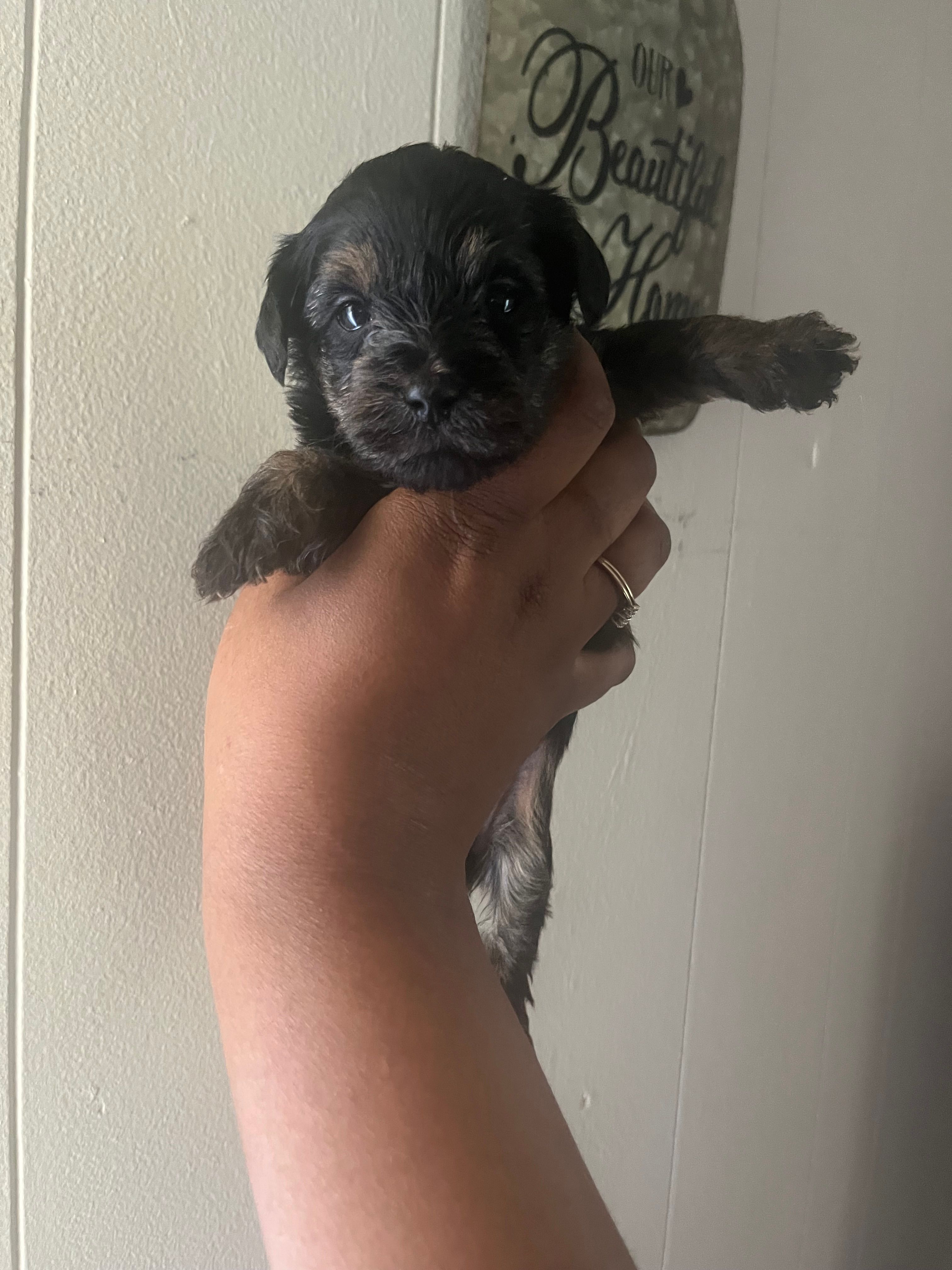 Brooklyn  – Yorkipoo puppy for sale in Gastonia, NC