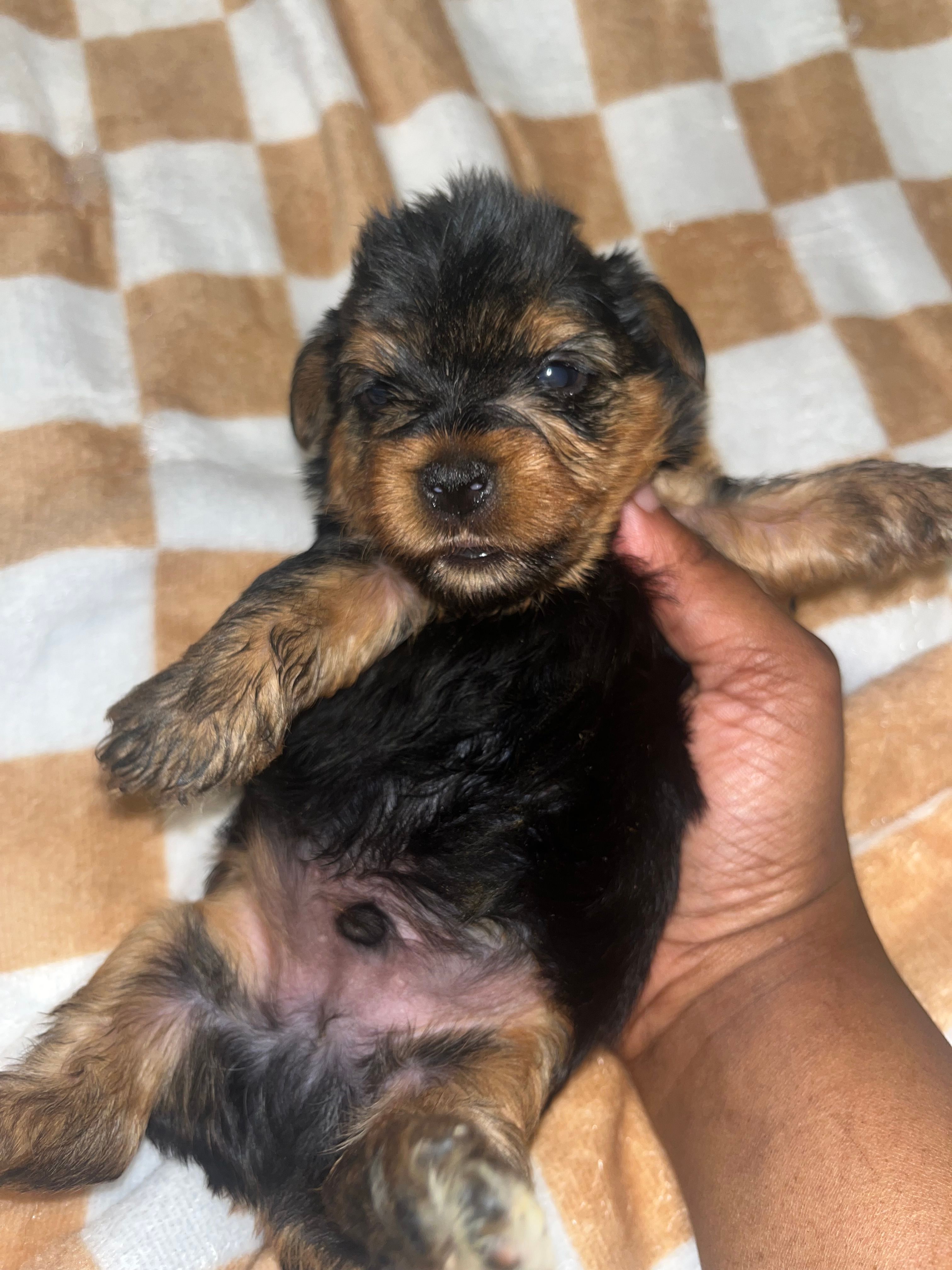 Daffy – Yorkipoo, Yorkshire Terrier puppy for sale in Shelby, NC