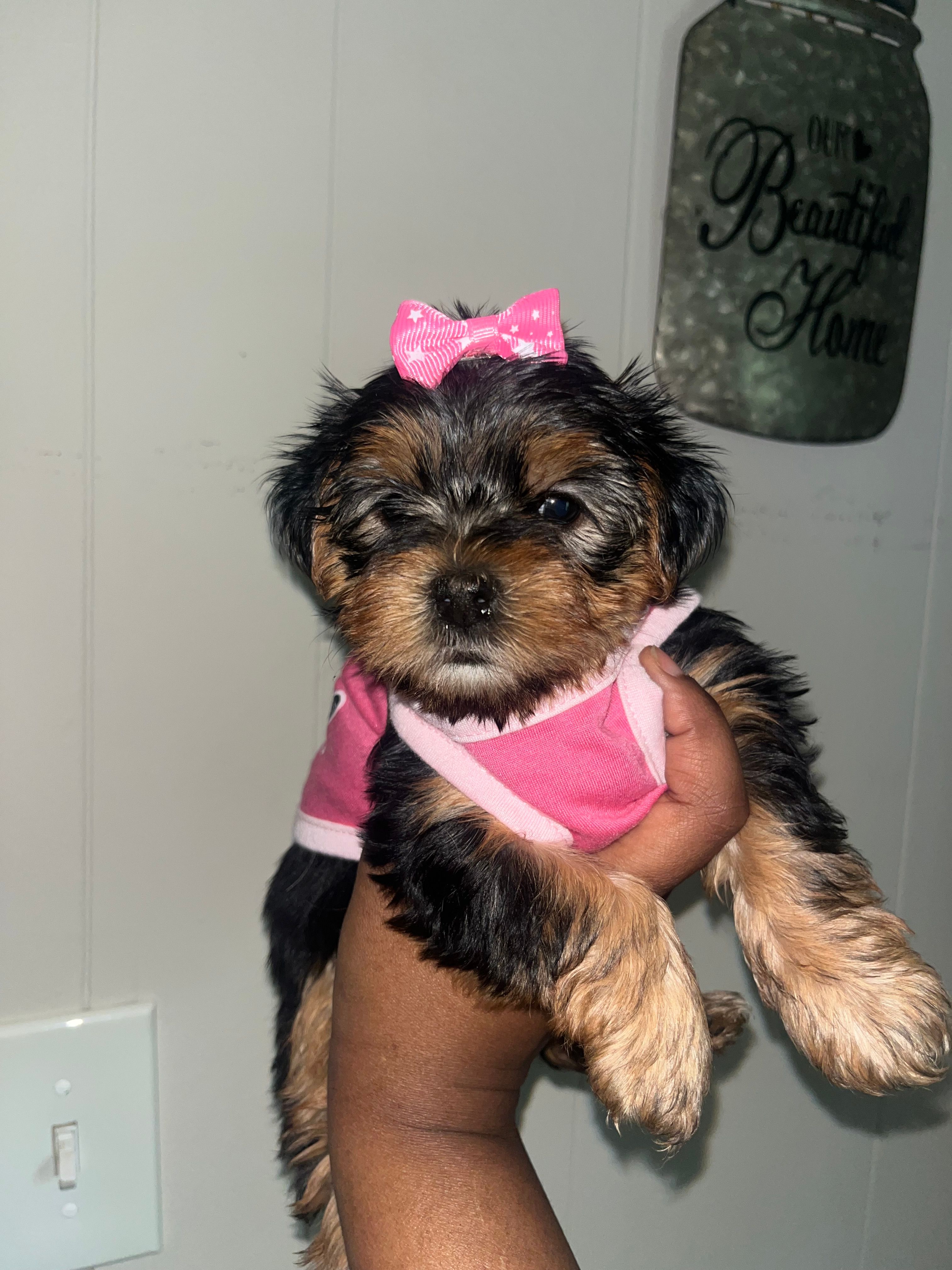 Tweety – Yorkipoo, Yorkshire Terrier puppy for sale in Gastonia, NC