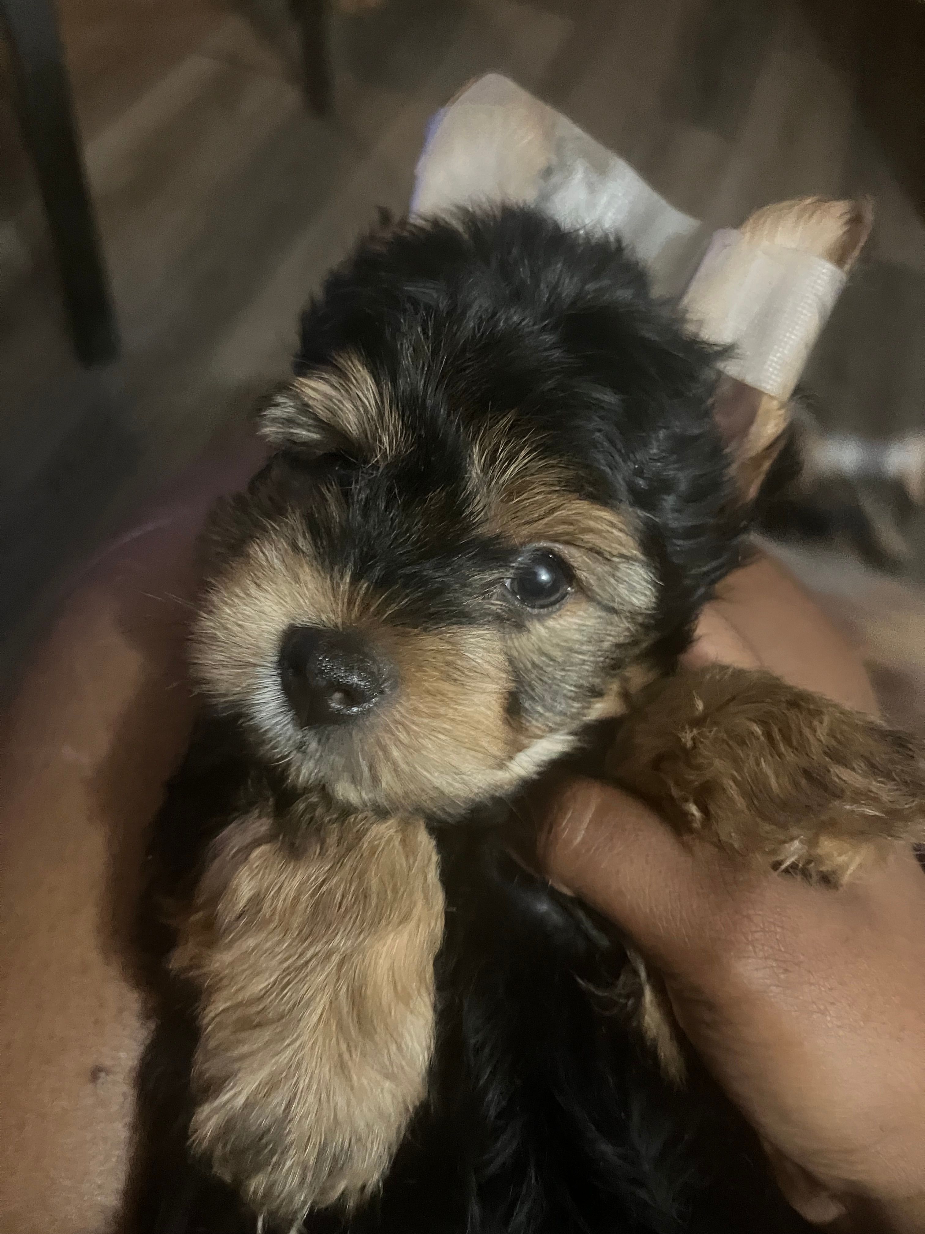 Jasper  – Yorkshire Terrier puppy for sale in Shelby, NC