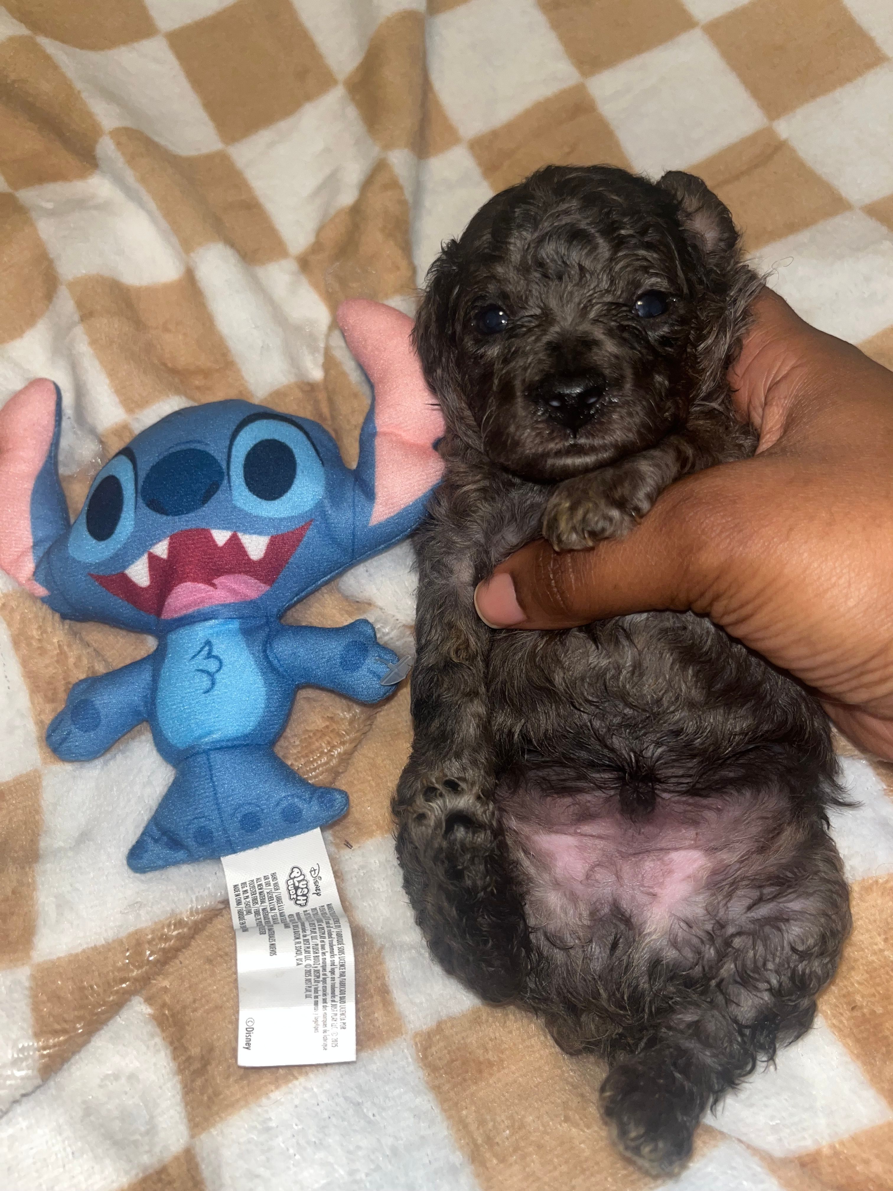 Stitch  – Yorkipoo, Poodle - Toy  puppy for sale in Shelby, NC